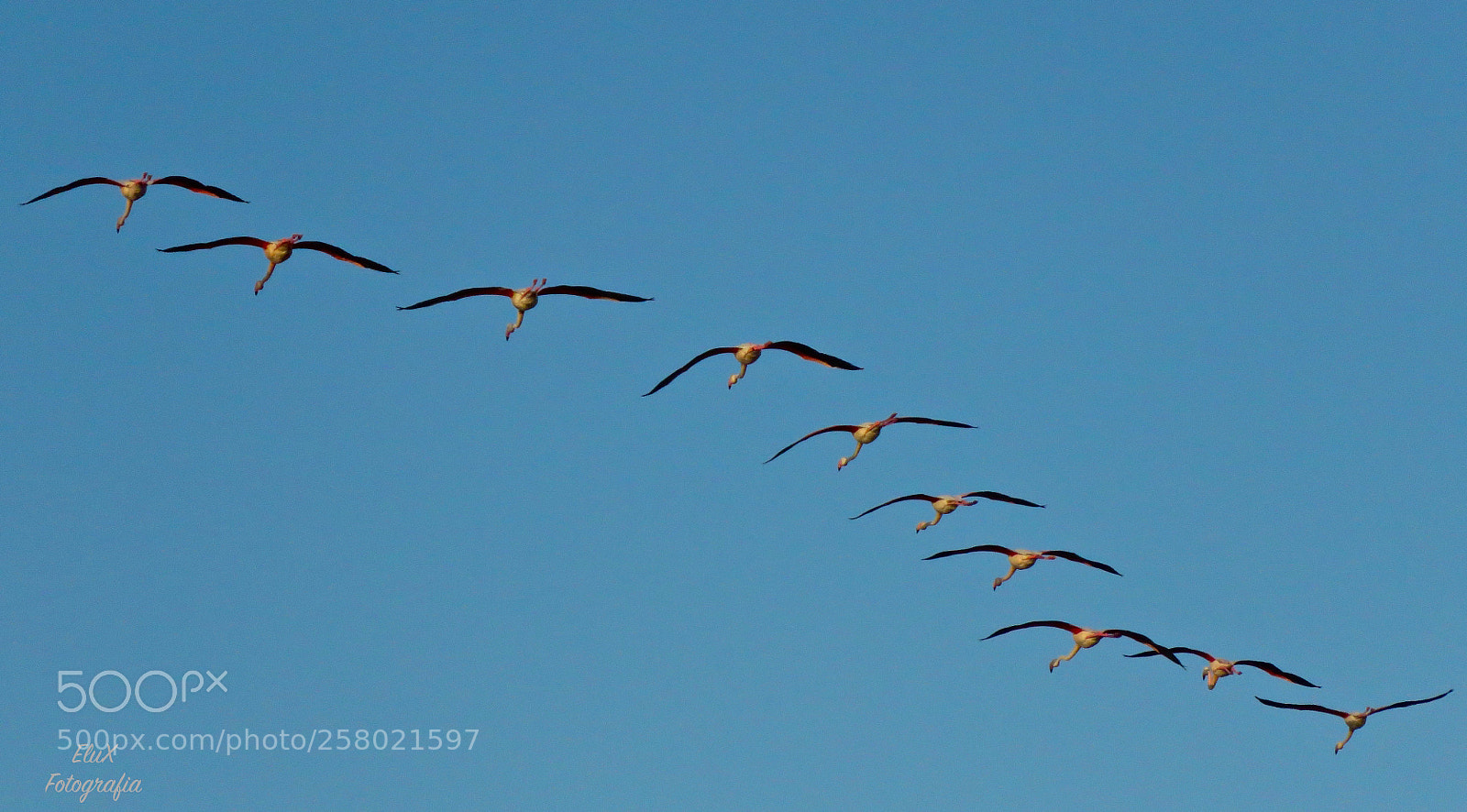 Canon PowerShot SX60 HS sample photo. Surfin'birds photography