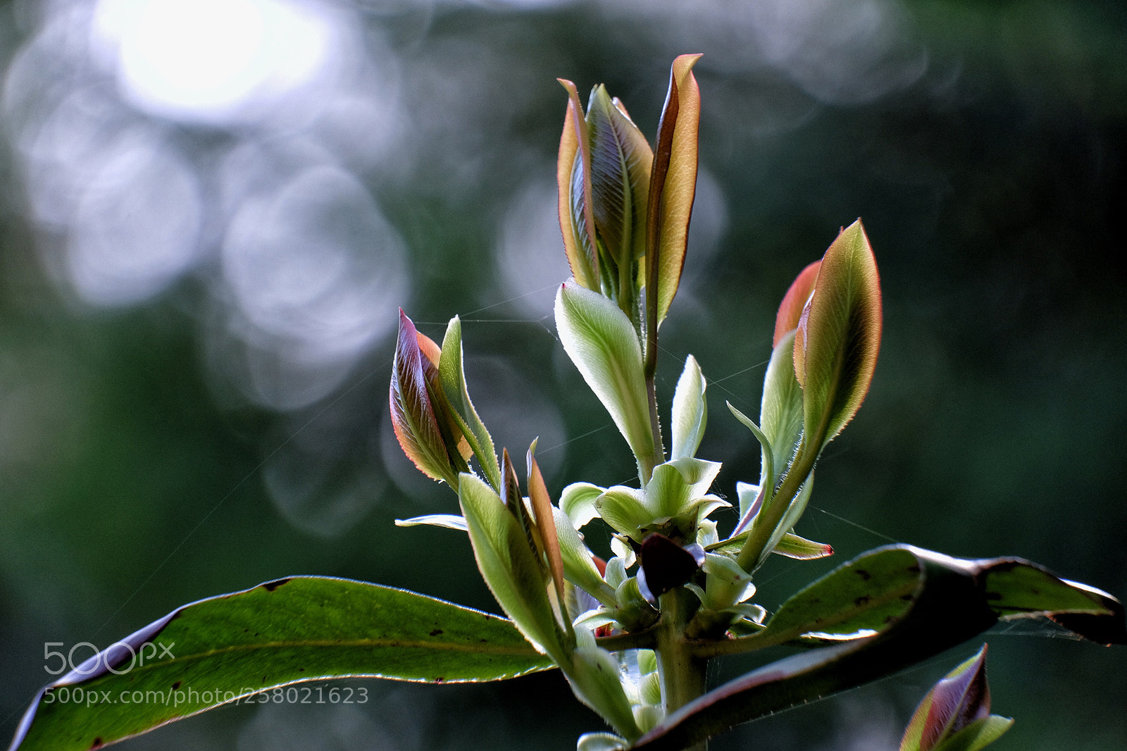 Fujifilm X-T1 sample photo. Arbutus in the morning photography