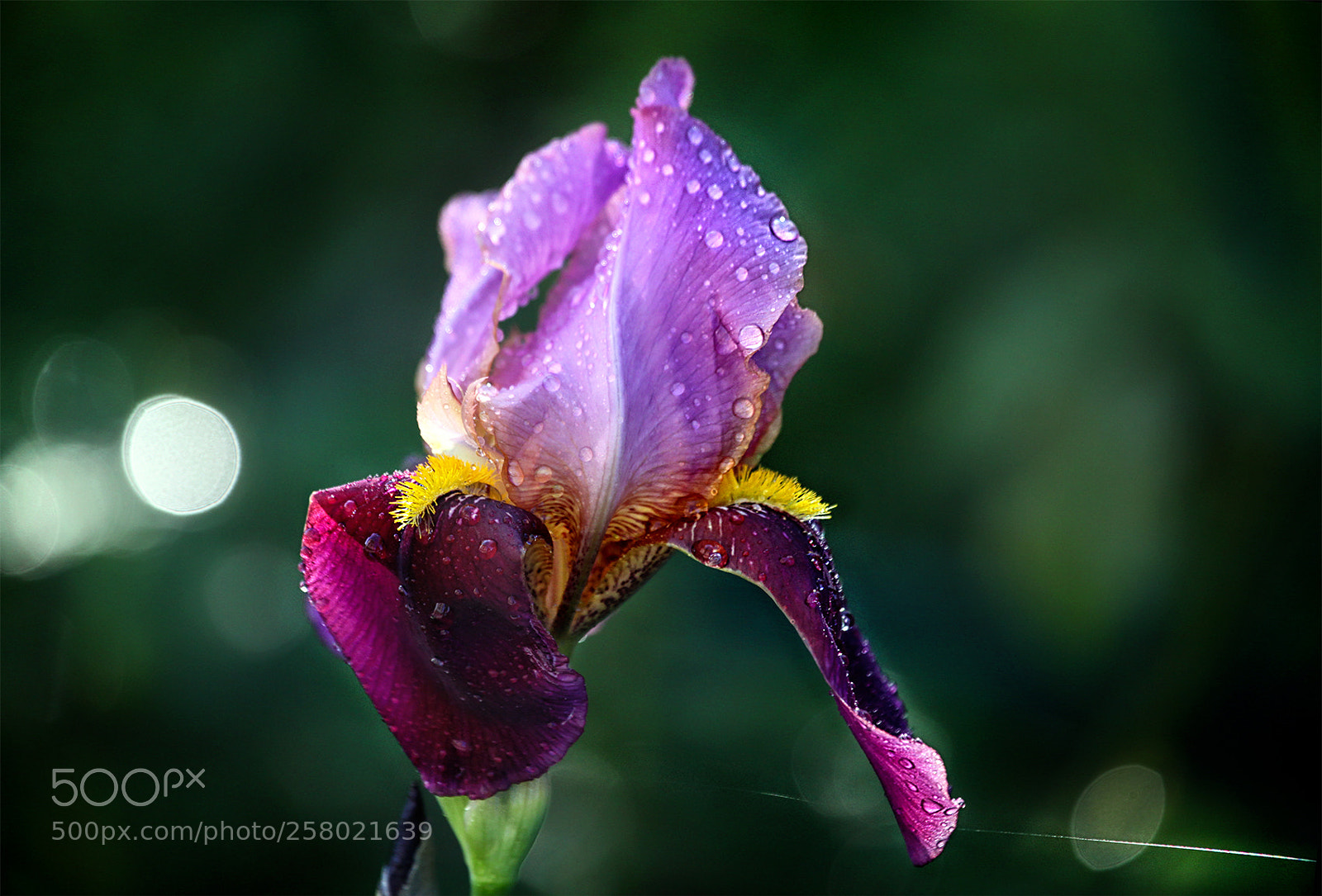 Canon EOS 5D Mark II sample photo. ... photography