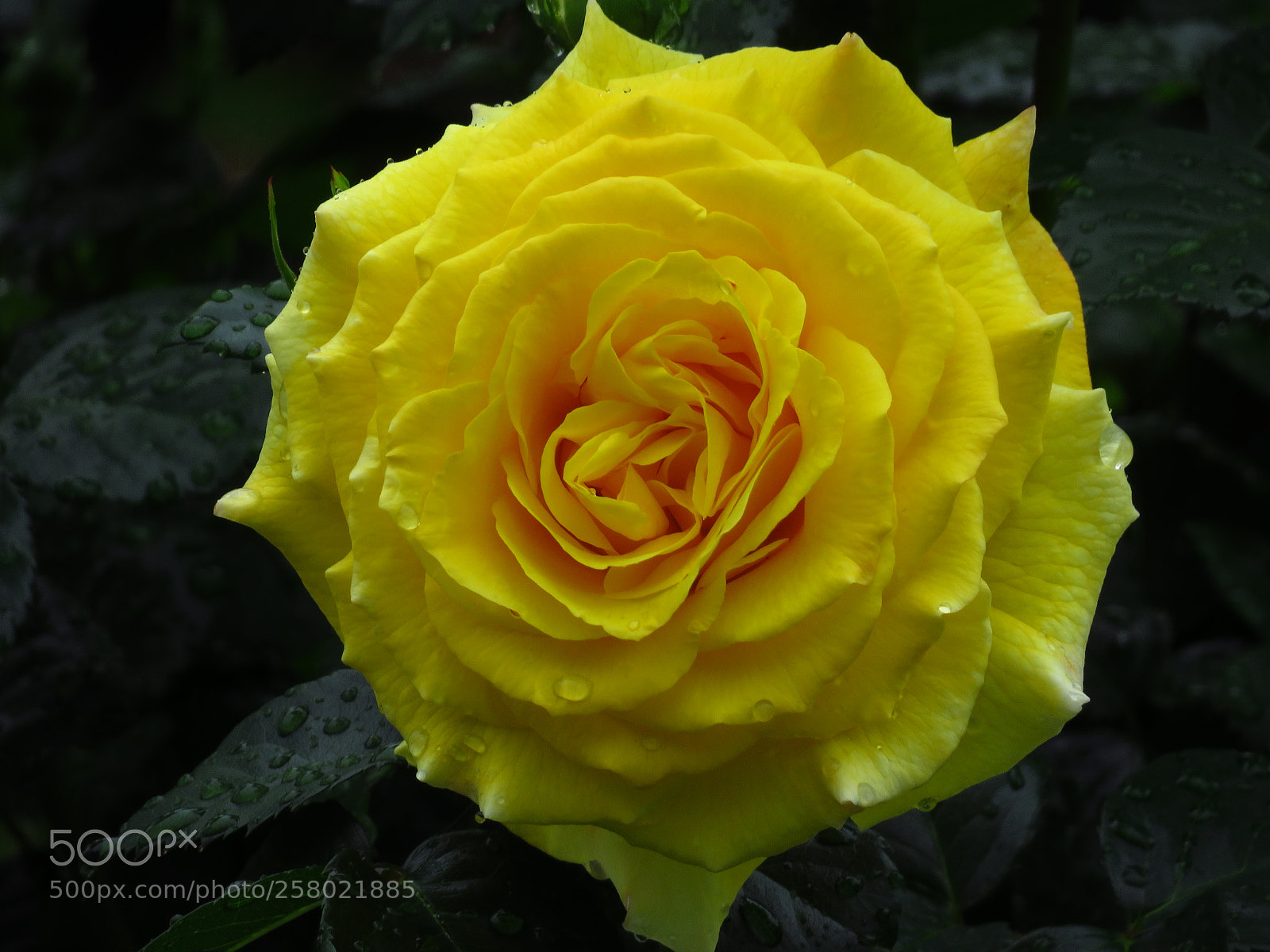 Canon PowerShot SX540 HS sample photo. Rose photography