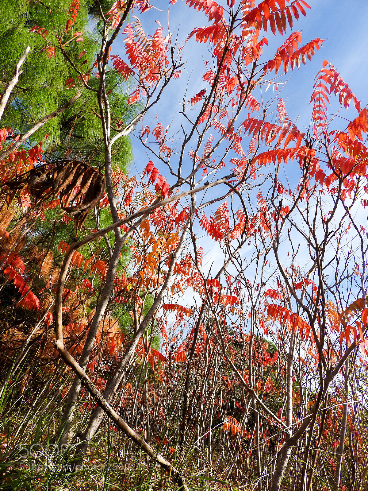 Nikon Coolpix P610 sample photo. Otoño photography