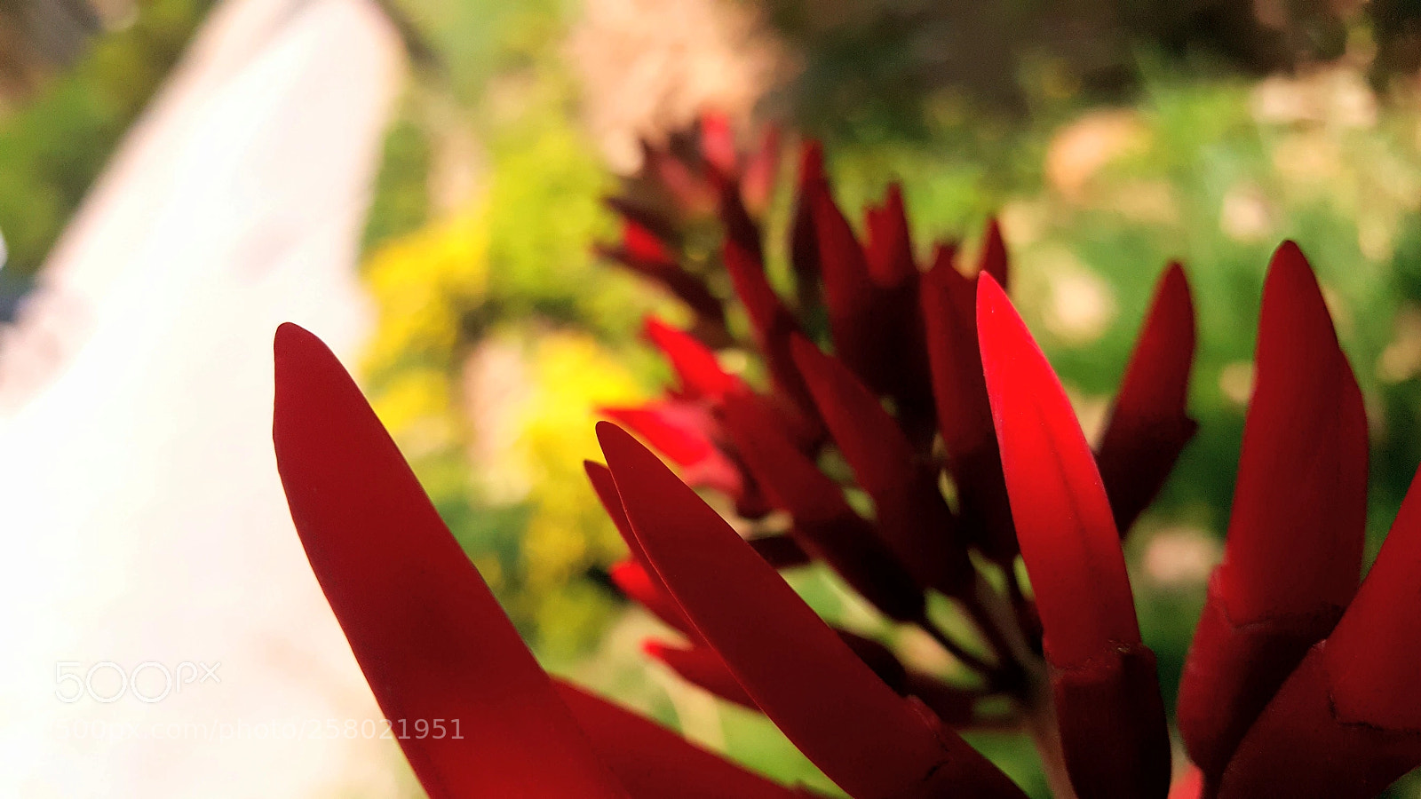 Samsung Galaxy Note5 sample photo. Blooming? photography
