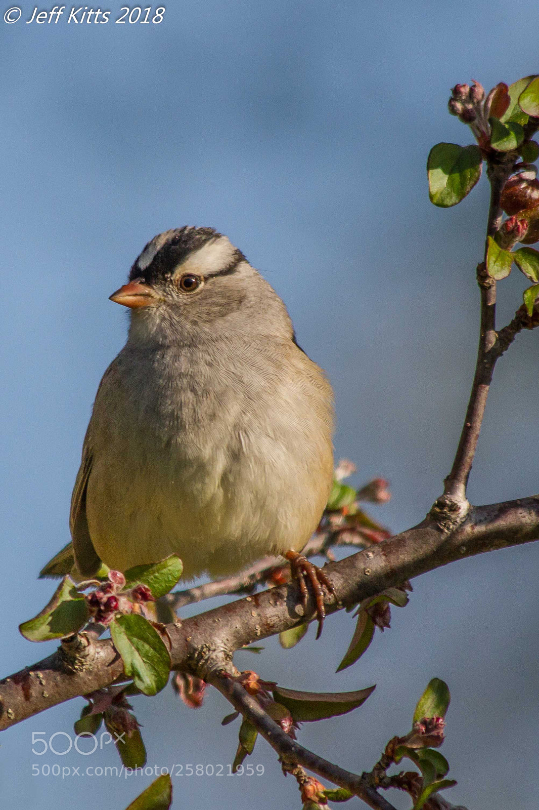 Canon EOS 7D sample photo. 7843- white crowned sparrow # 12 photography