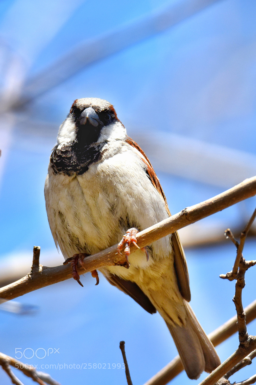 Nikon D7200 sample photo. Domestic sparrow photography