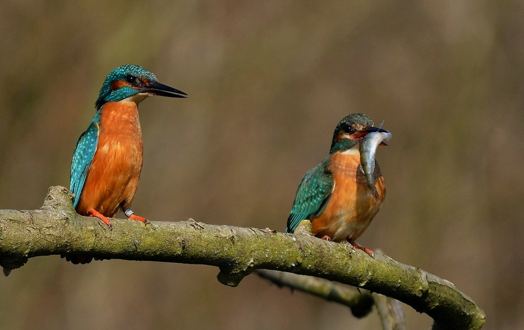 Sigma 150-500mm F5-6.3 DG OS HSM sample photo. Martin-pêcheur d'europe alcedo atthis - common kingfisher photography