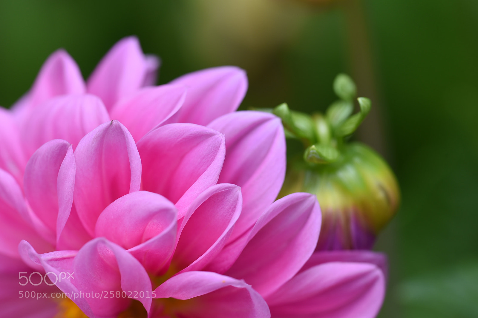 Nikon D750 sample photo. Petal photography