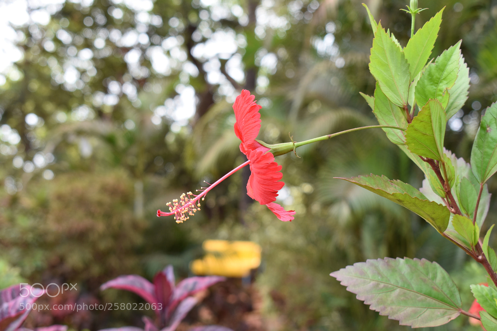 Nikon D3400 sample photo. Hibiscus in matheran photography