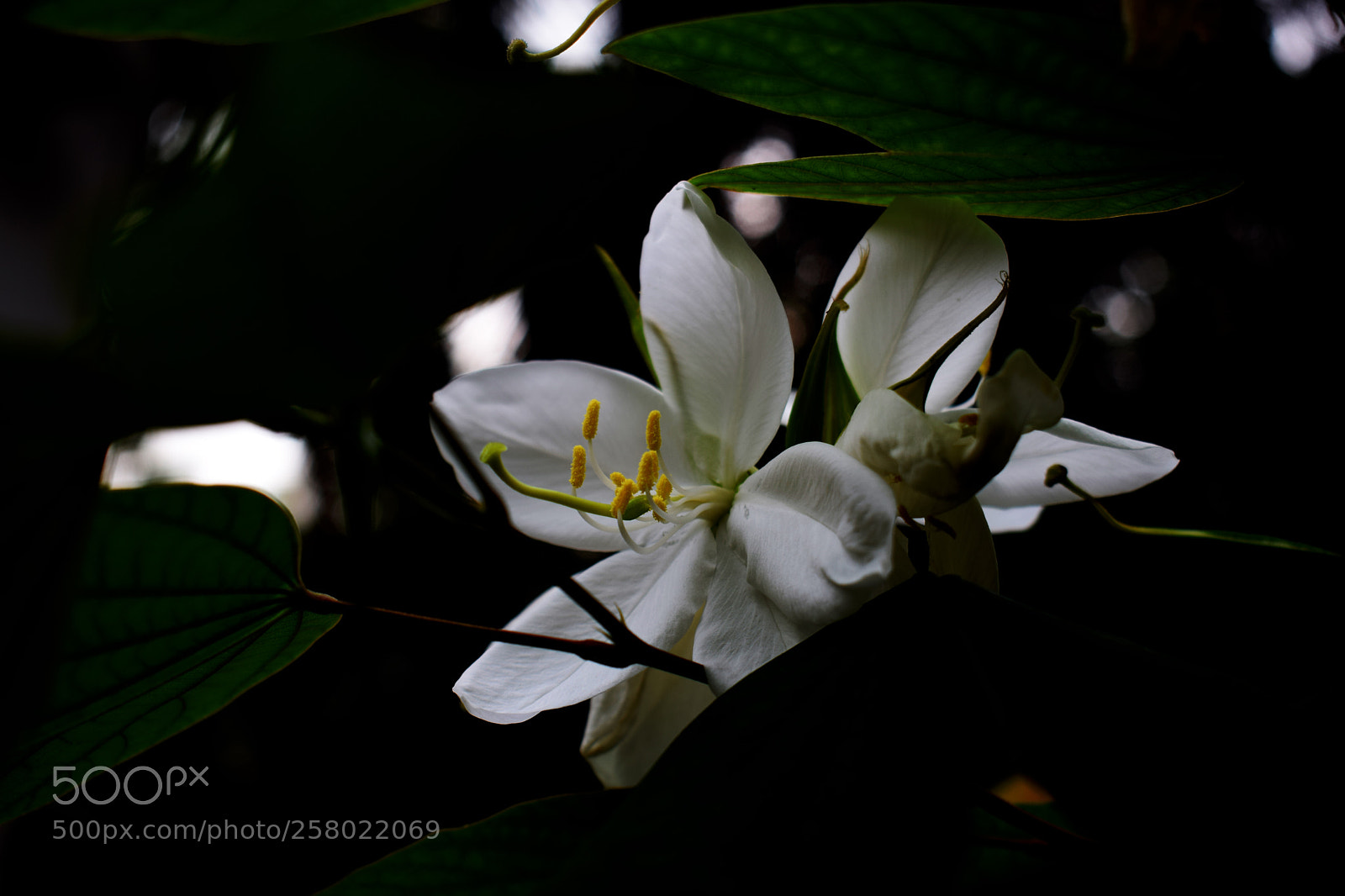 Nikon D3300 sample photo. Bauhinia acuminata photography