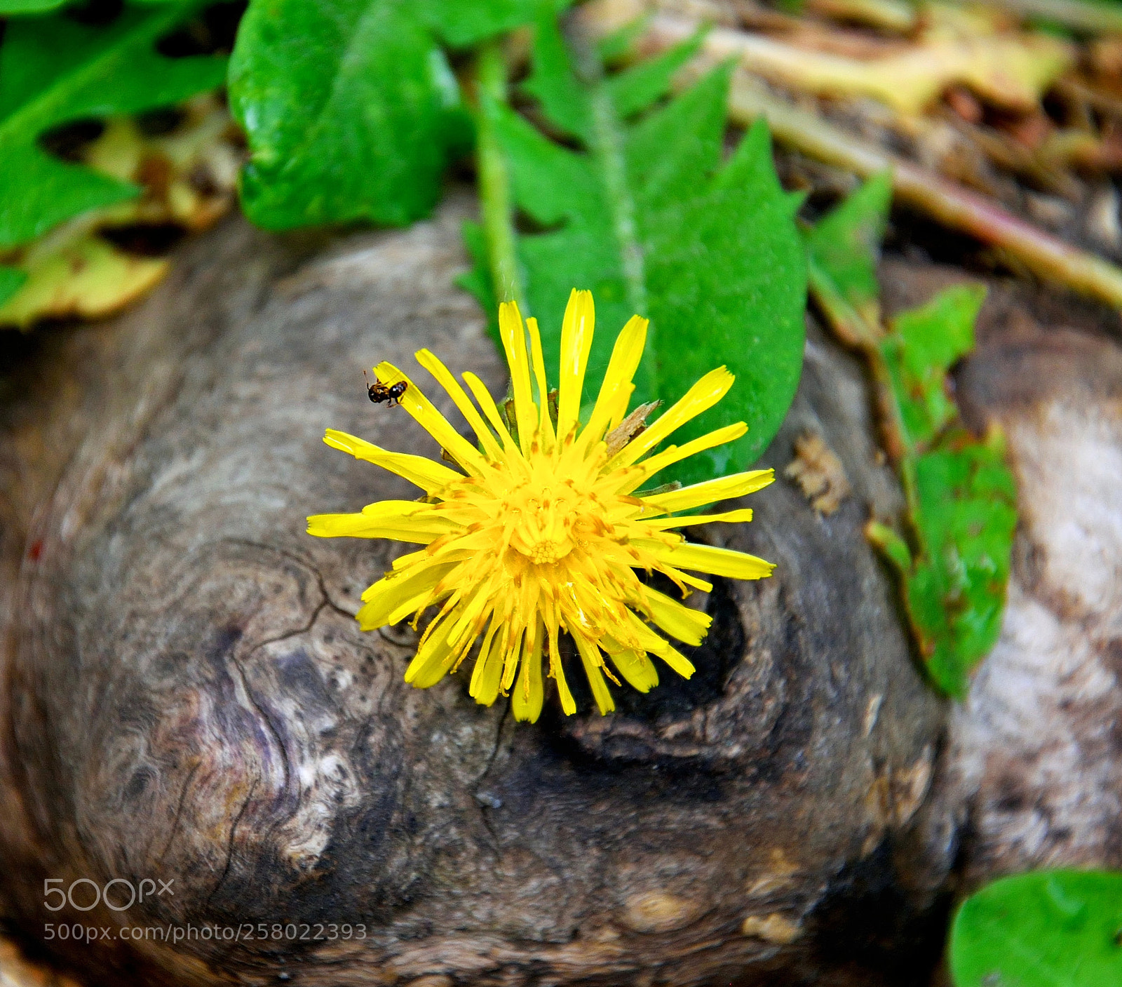 Nikon D3300 sample photo. Nature composition photography