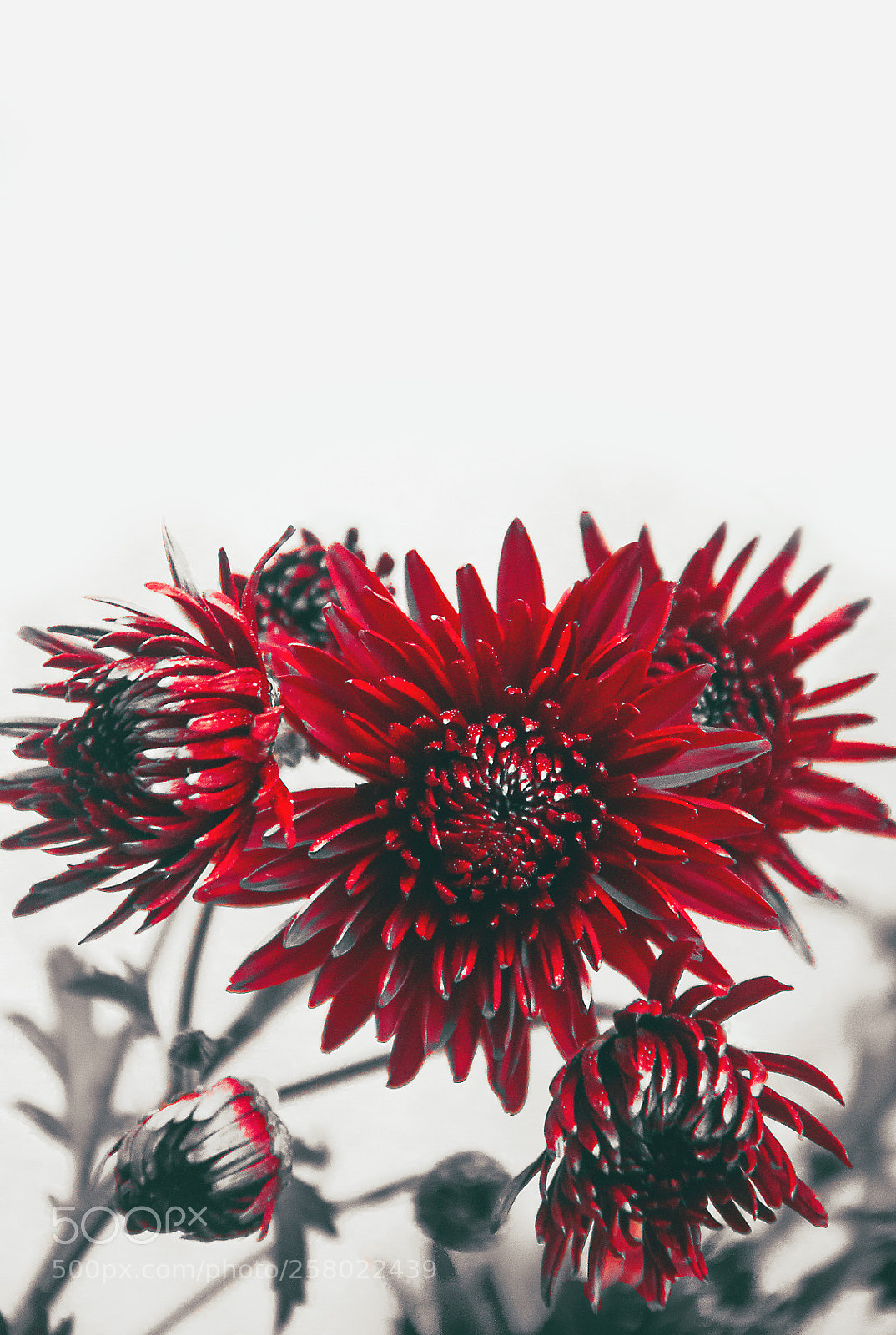 Nikon D90 sample photo. Hot red photography