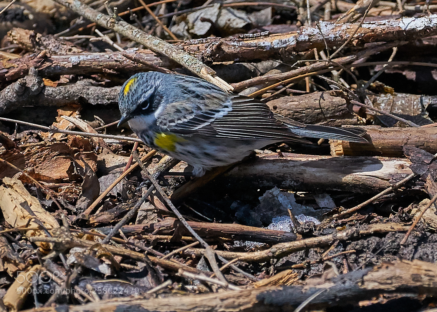 Sony a7R II sample photo. Yellow-rump warbler photography
