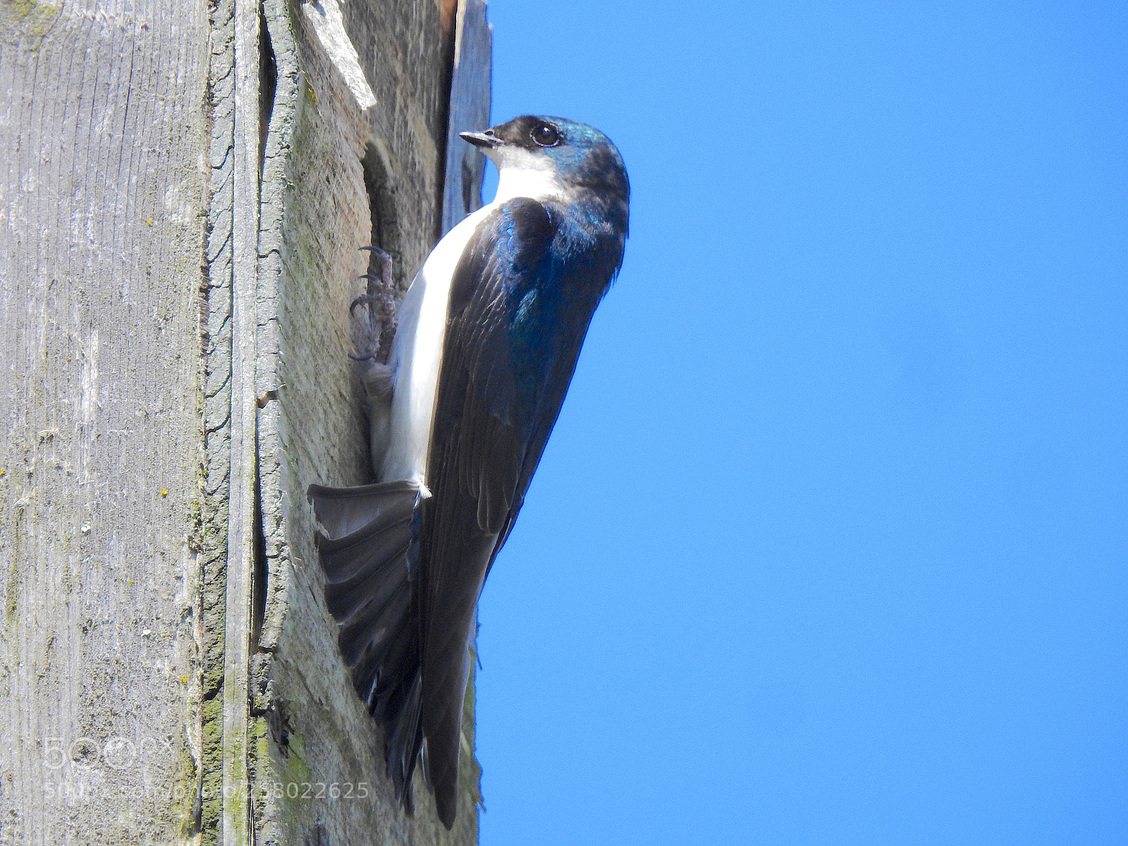 Nikon Coolpix P900 sample photo. Tree swallow photography