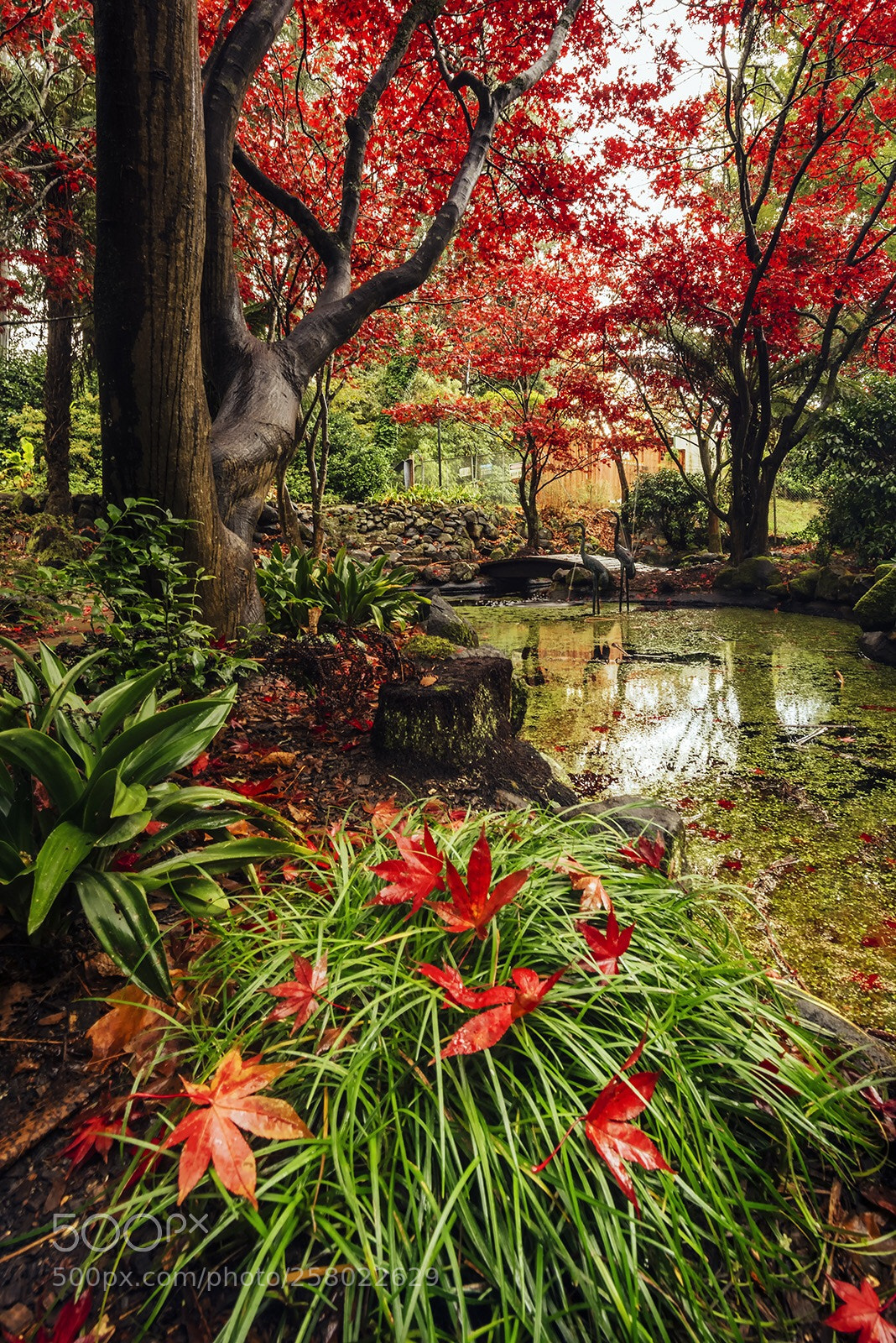 Nikon D810 sample photo. Garden  photography