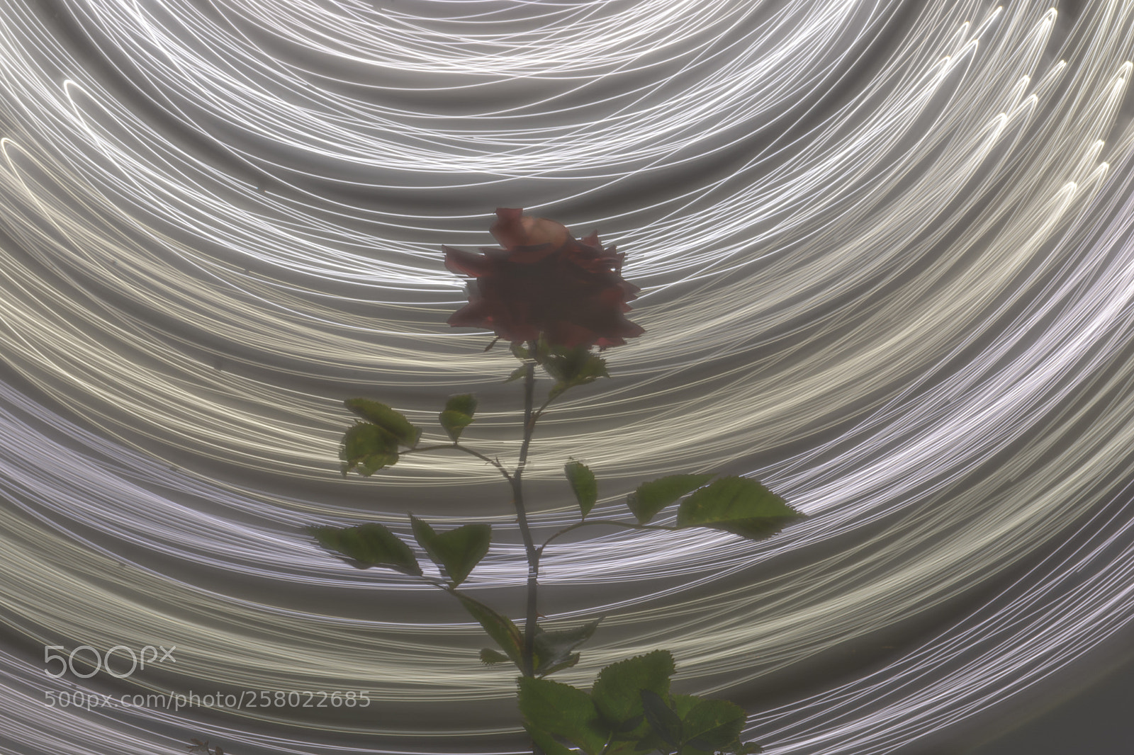 Nikon D7100 sample photo. Electric rose photography
