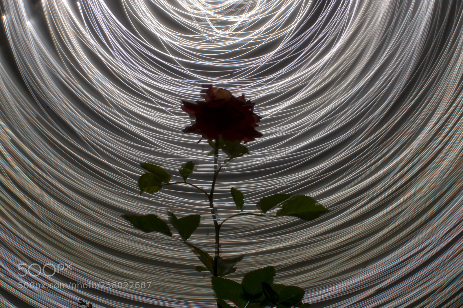 Nikon D7100 sample photo. Electric rose photography