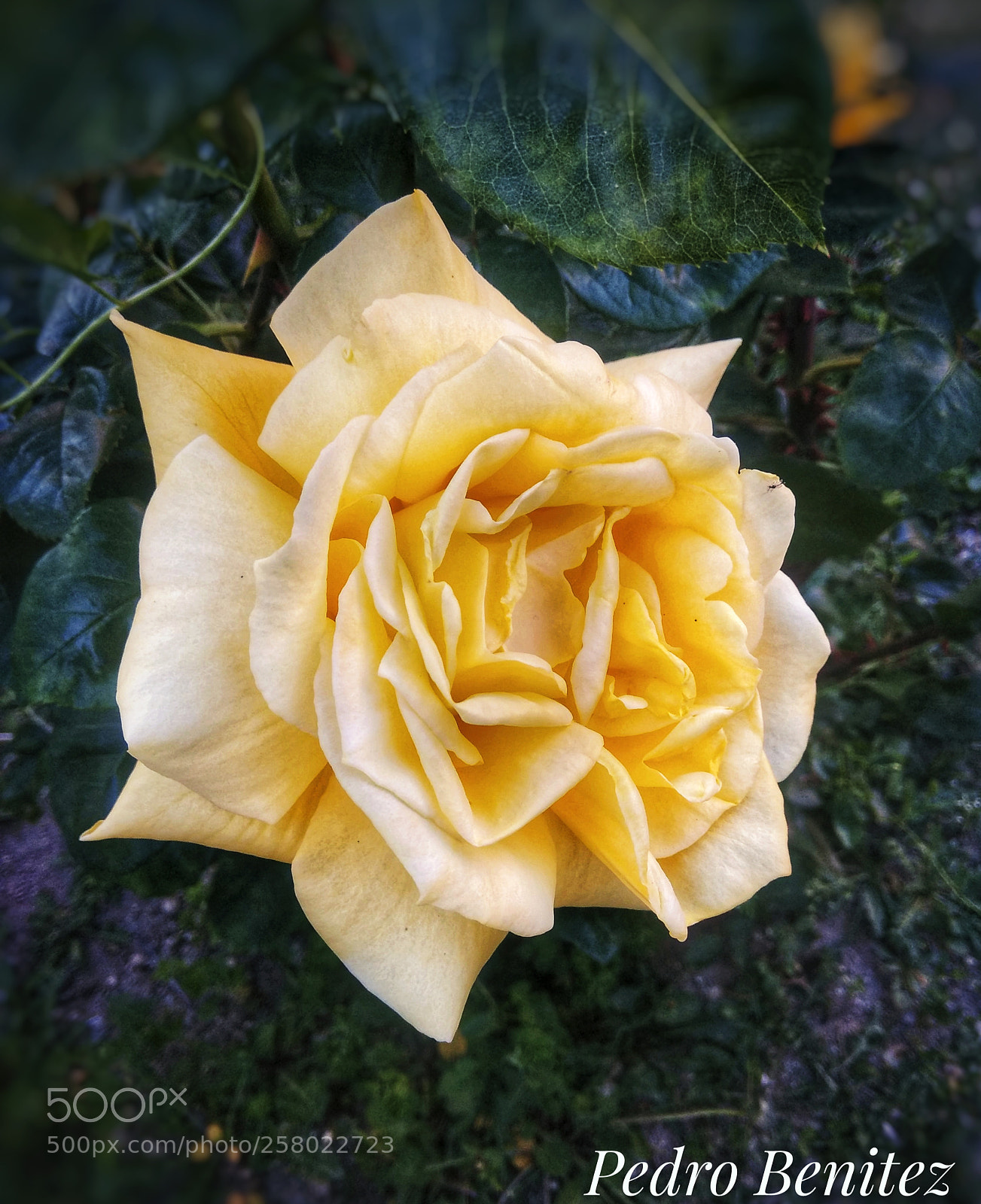 Xiaomi Redmi Note 4 sample photo. Rosa abierta photography