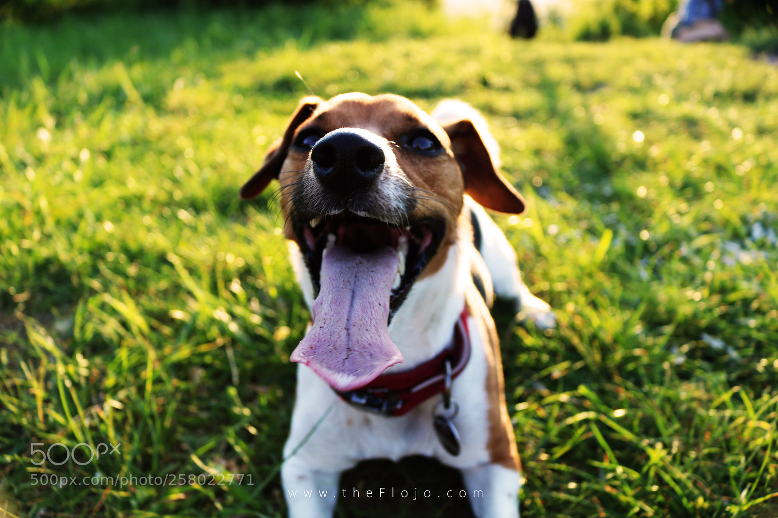 Canon EOS 750D (EOS Rebel T6i / EOS Kiss X8i) sample photo. Hund photography