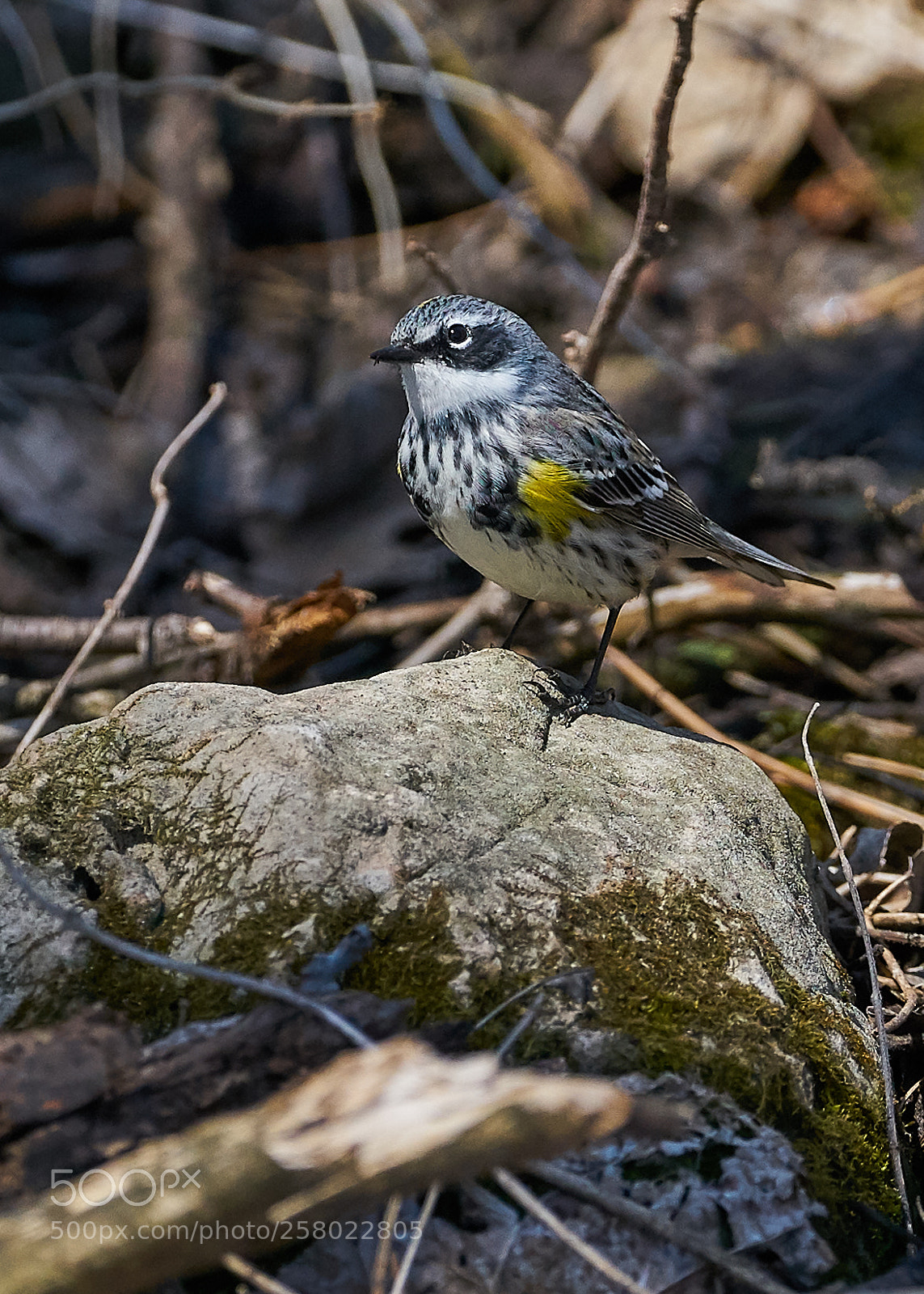 Sony a7R II sample photo. Yellow-rump warbler photography