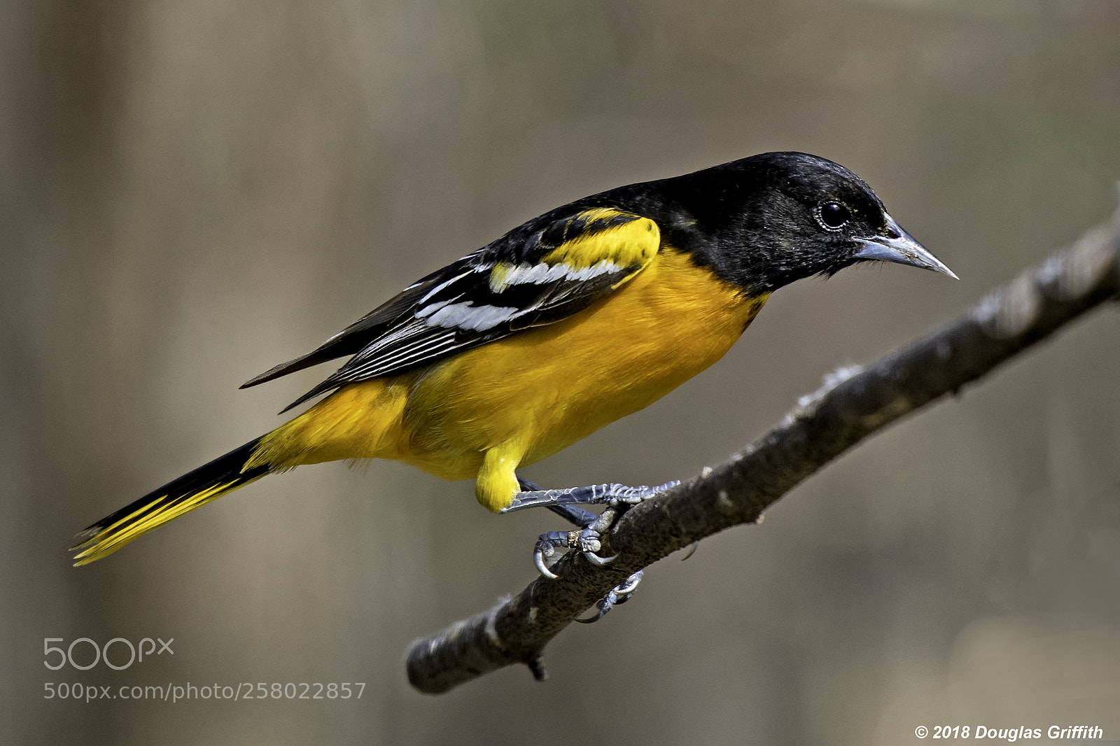 Nikon D500 sample photo. Close up baltimore oriole photography