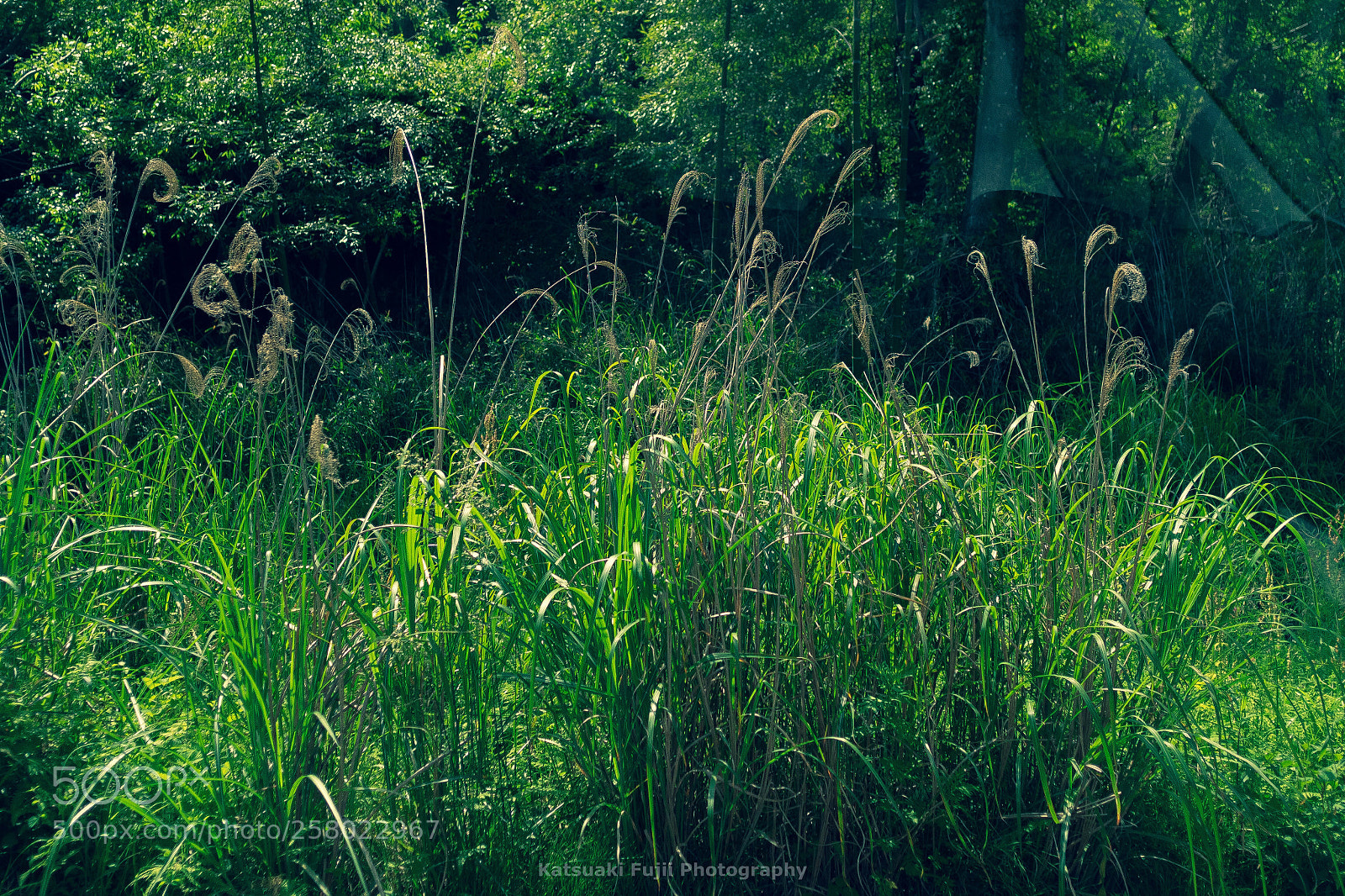 Olympus OM-D E-M1 sample photo. Grassy photography