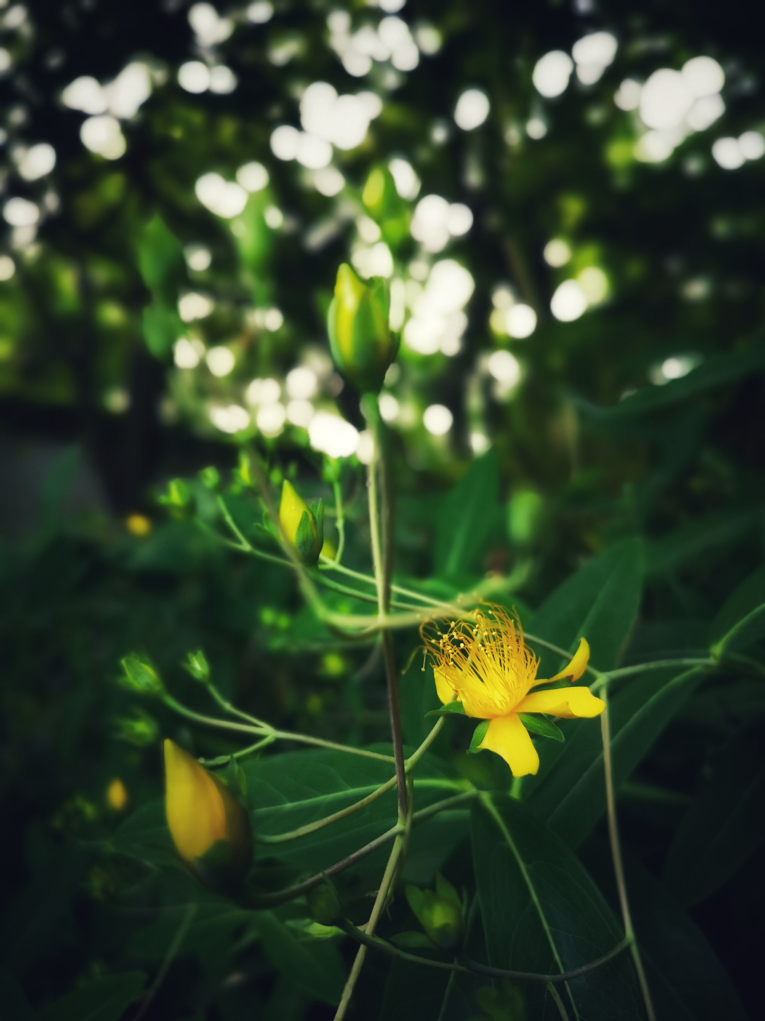 HUAWEI P20 Pro sample photo