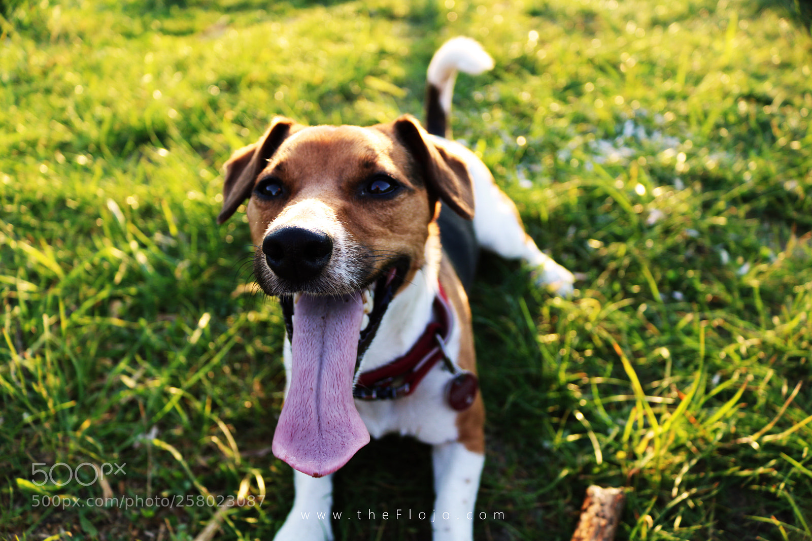 Canon EOS 750D (EOS Rebel T6i / EOS Kiss X8i) sample photo. Dog photography
