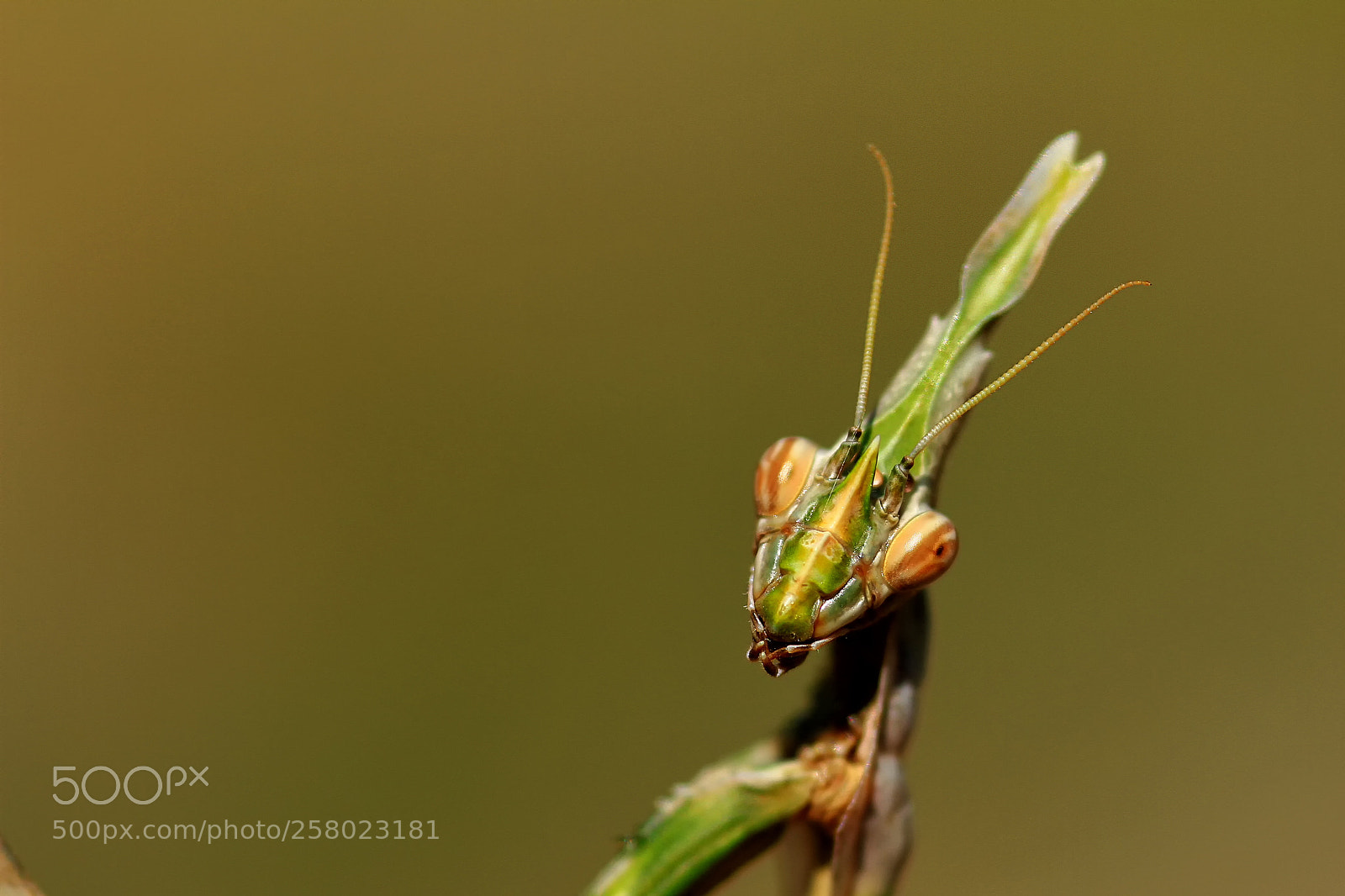 Canon EOS 7D sample photo. Mantis photography