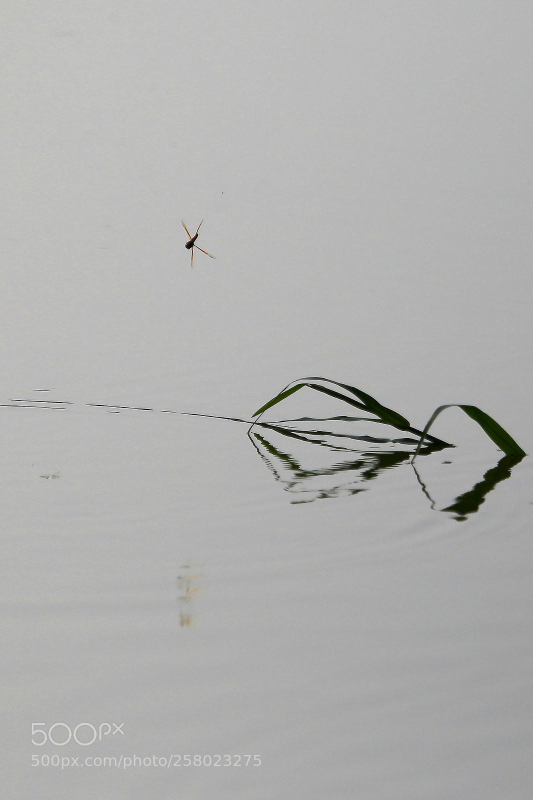 Canon EOS 6D sample photo. 水面之上 photography