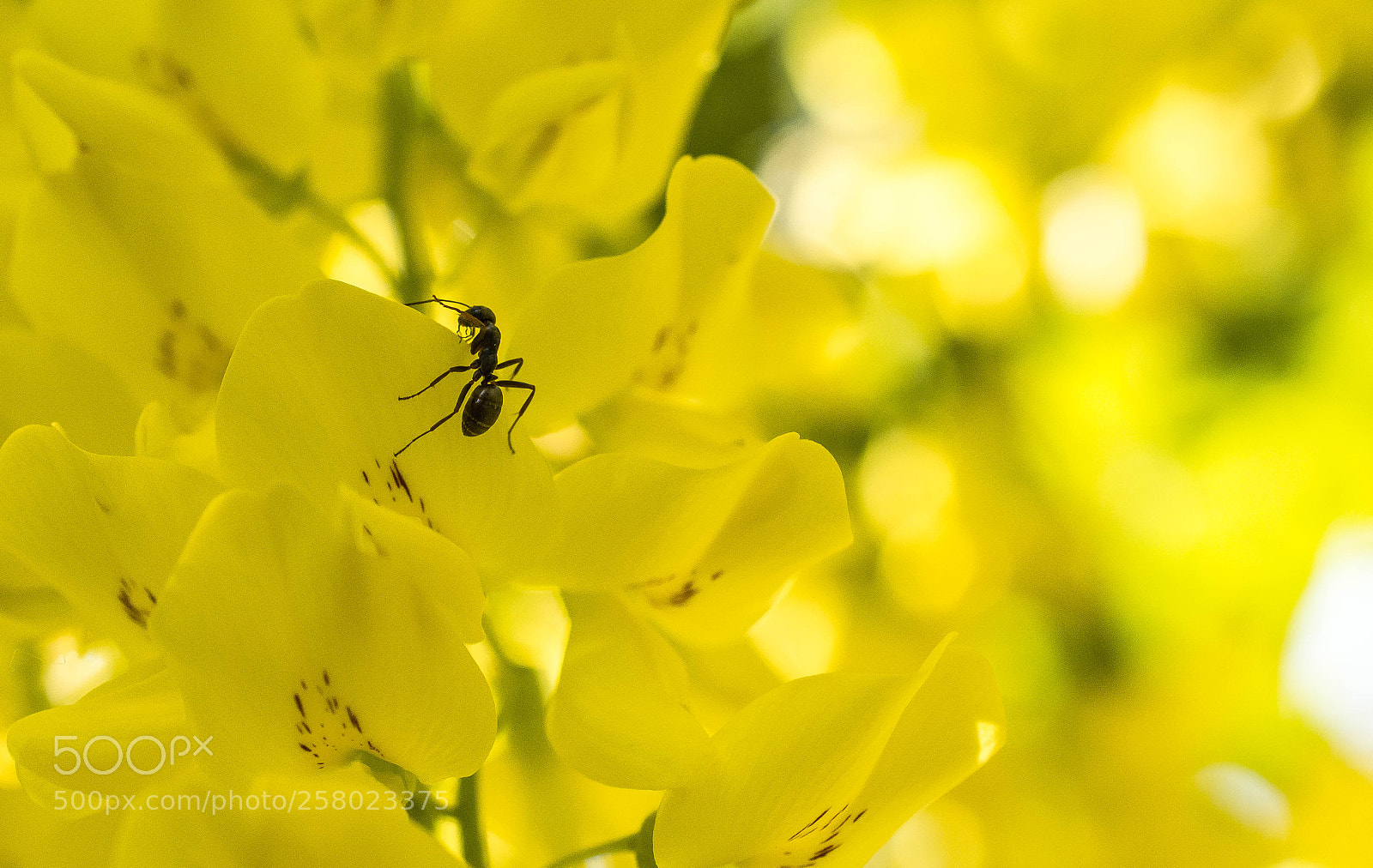 Nikon D7100 sample photo. Ant photography