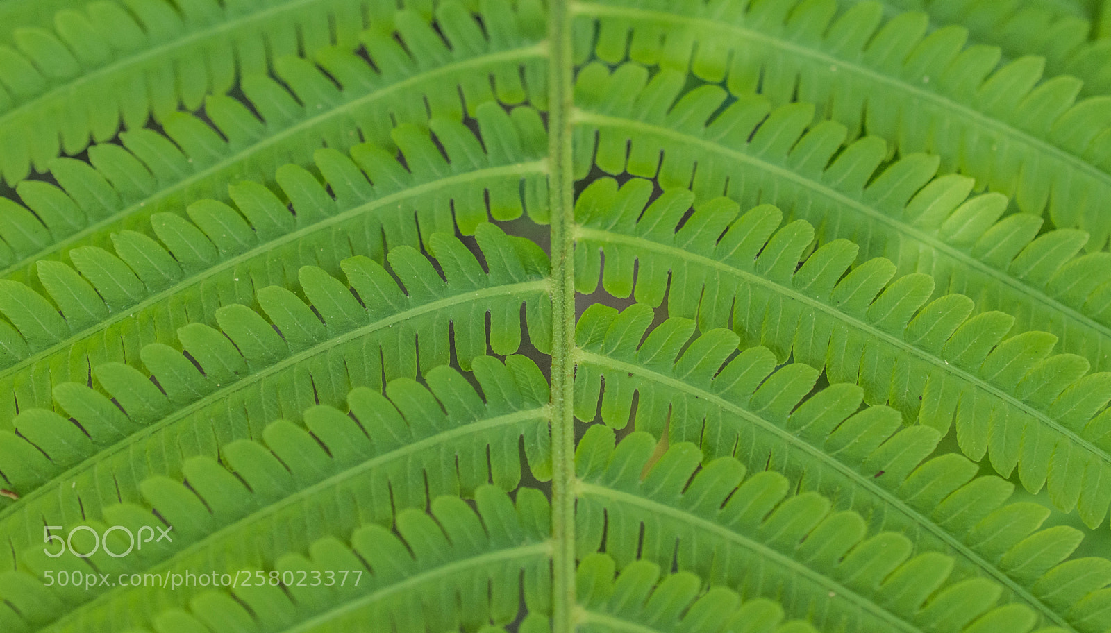 Nikon D7100 sample photo. Fern photography