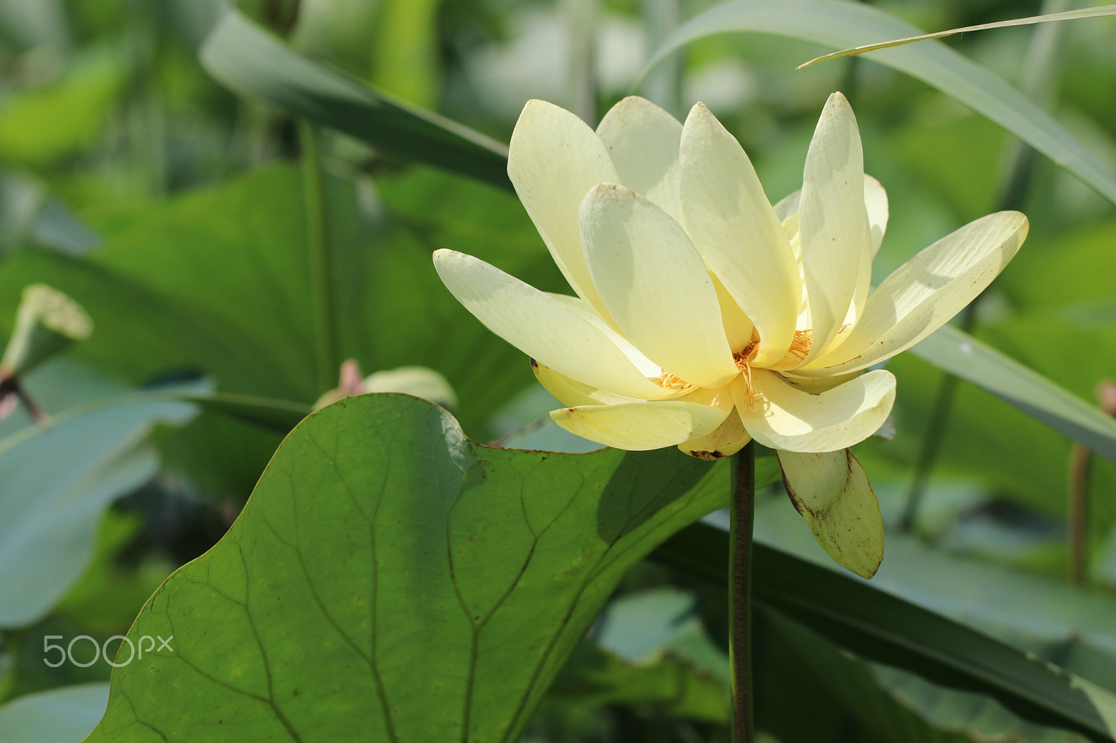 Canon EF 100mm F2.8L Macro IS USM sample photo. Lotus bloom photography