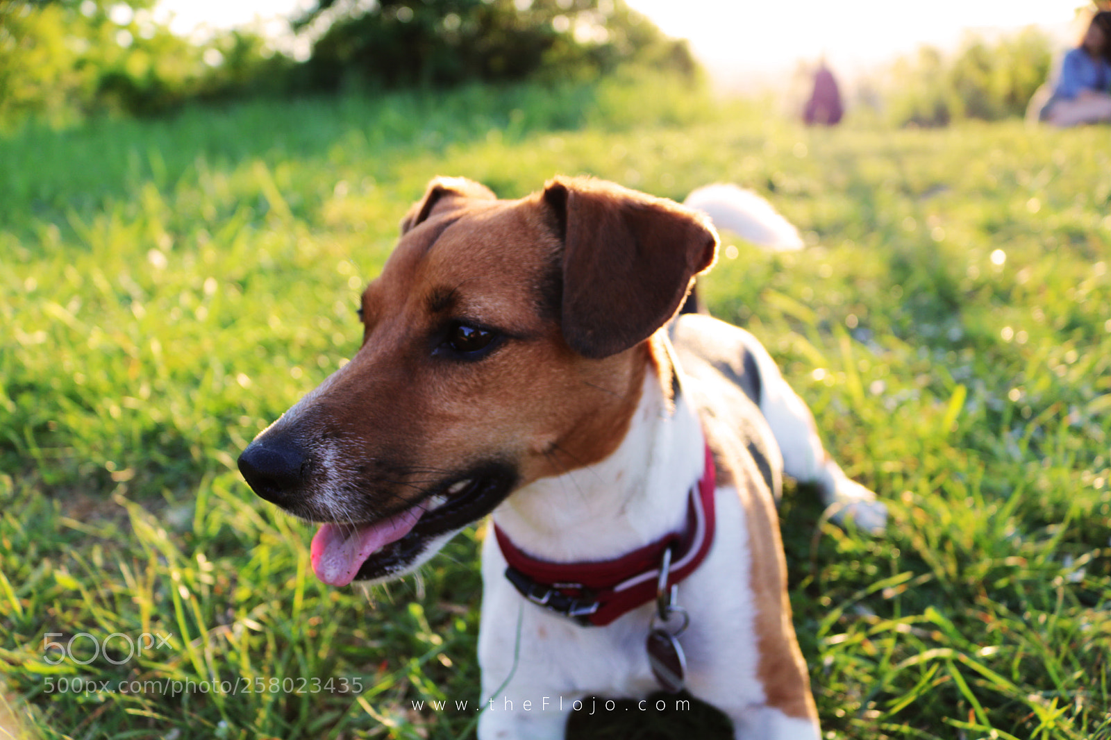 Canon EOS 750D (EOS Rebel T6i / EOS Kiss X8i) sample photo. Dog photography