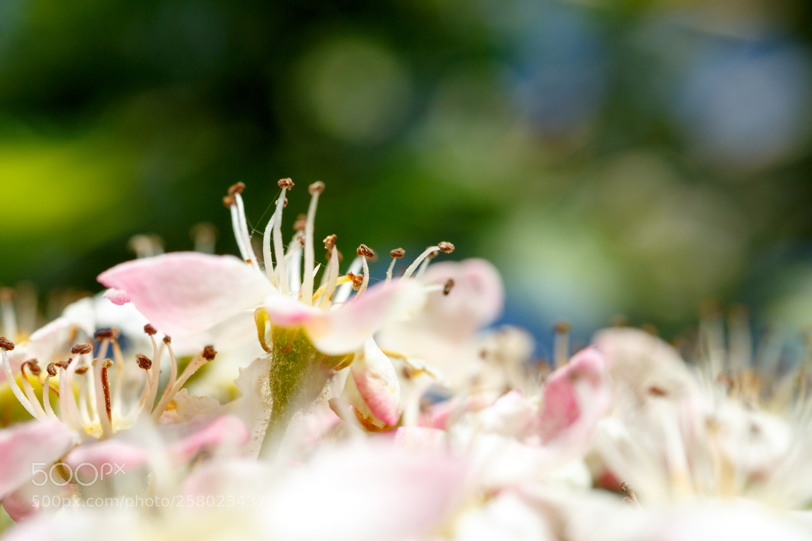 Canon EOS 700D (EOS Rebel T5i / EOS Kiss X7i) sample photo. Little flower in zeeland photography