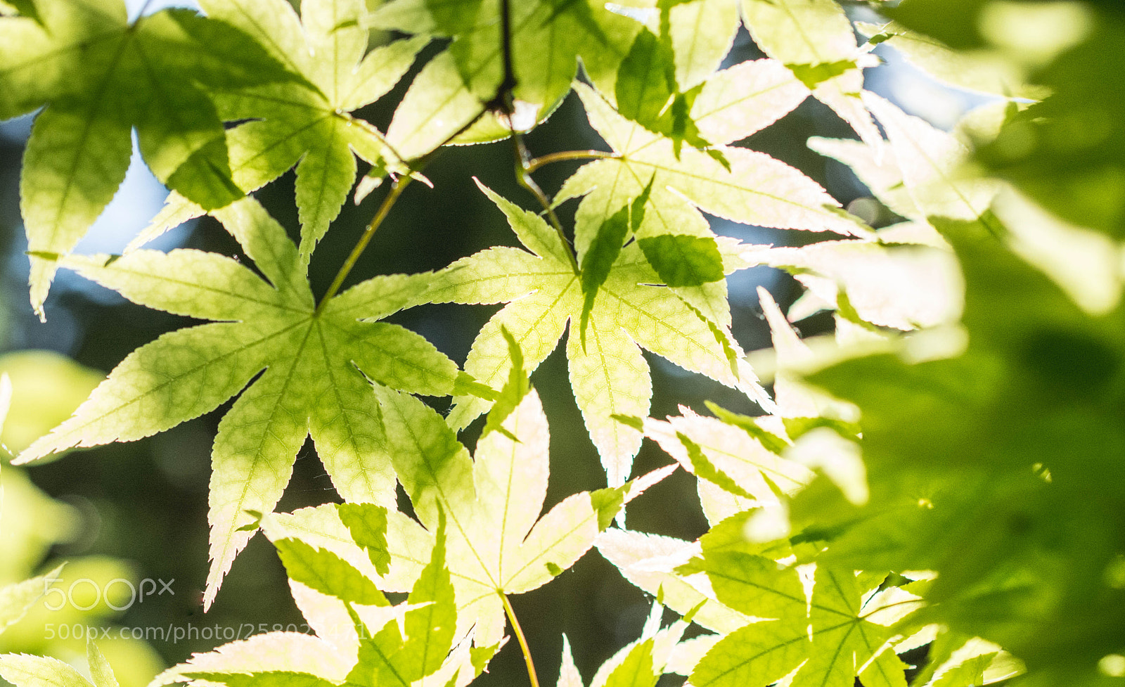 Nikon D7100 sample photo. Spring leaves photography