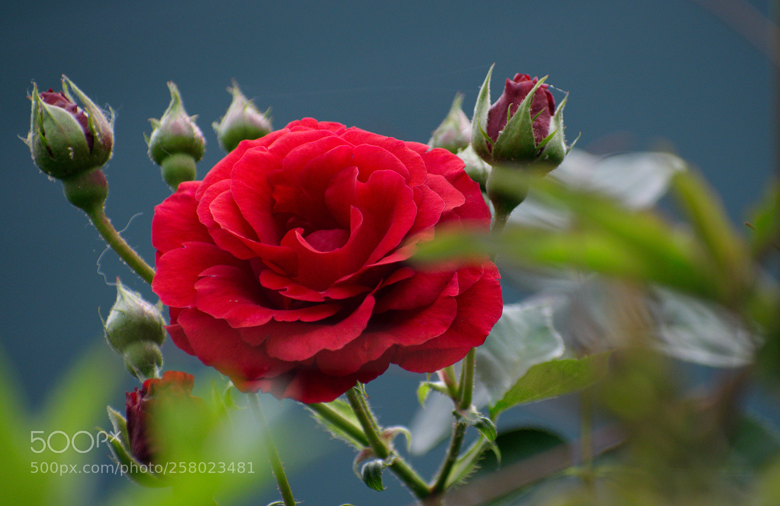 Nikon D5300 sample photo. Rose photography