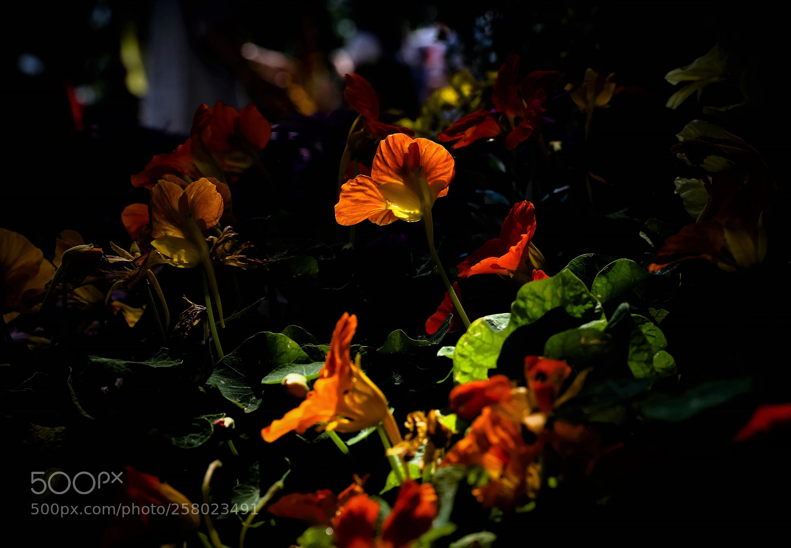 Canon EOS 5DS R sample photo. Captured photography