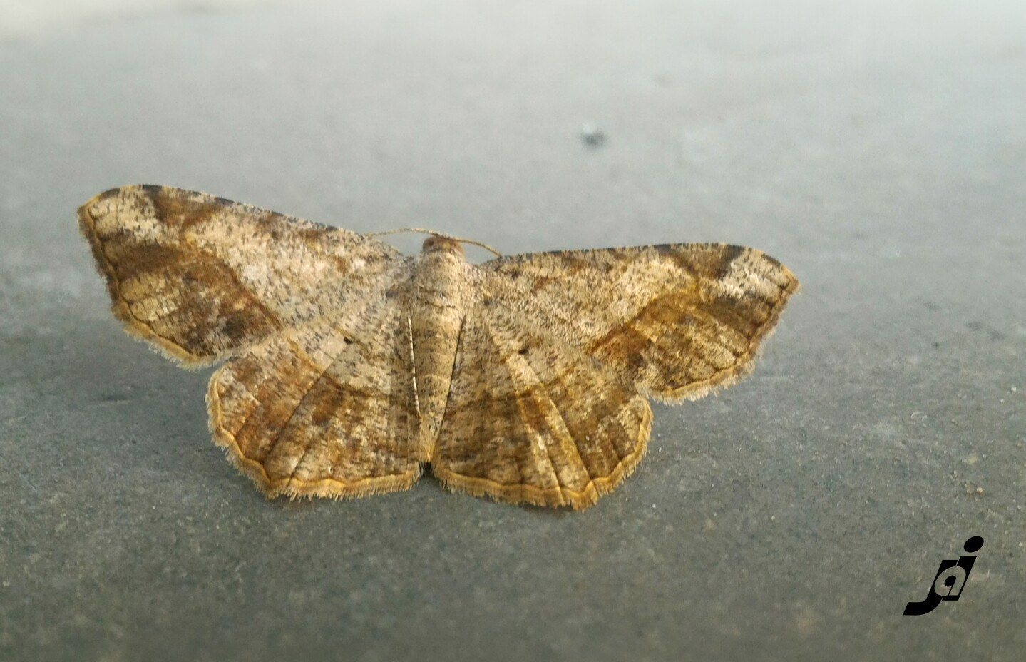 ASUS ZenFone 2 (ZE551ML) sample photo. Buttery fly photography
