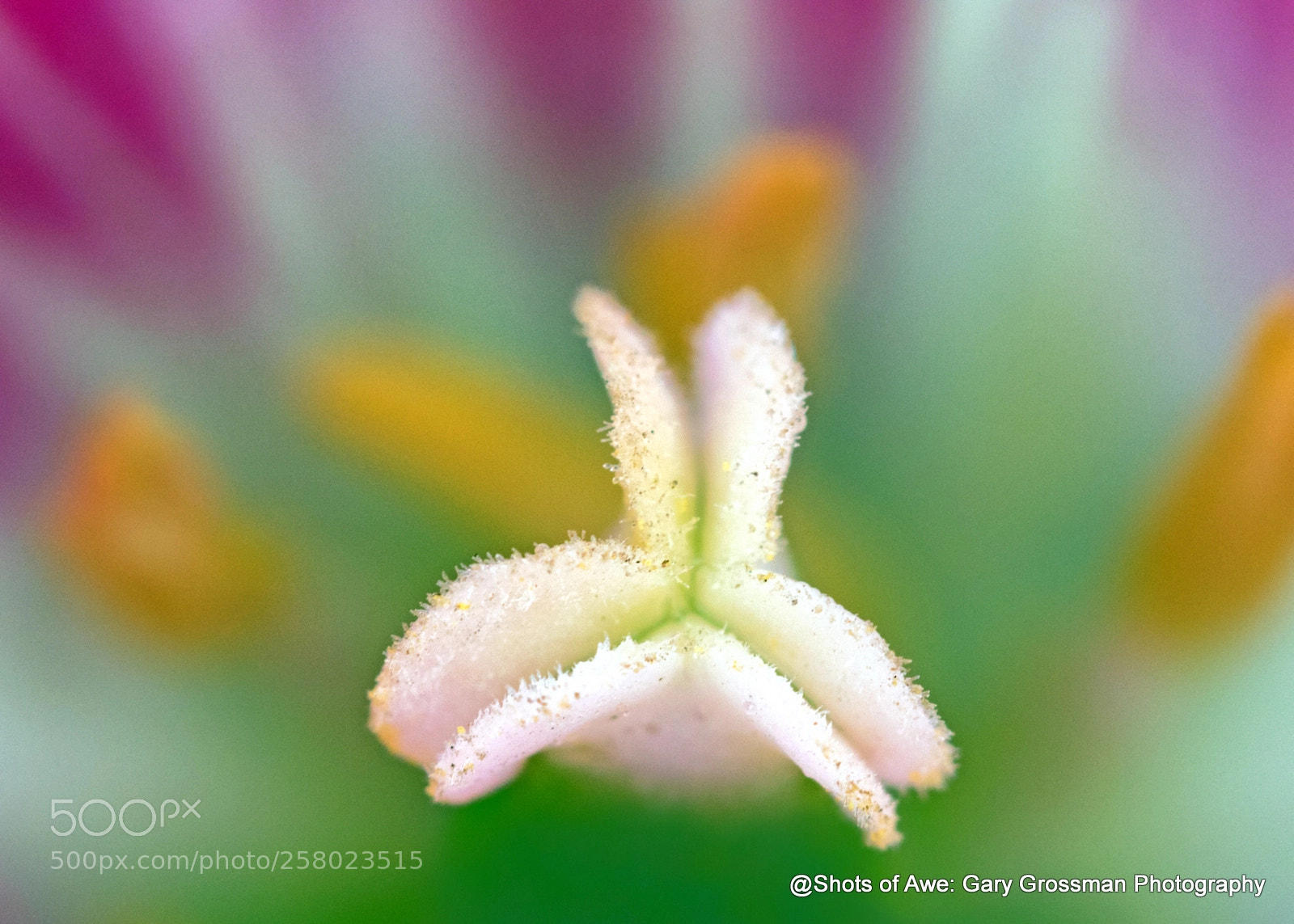 Canon EOS 7D Mark II sample photo. Tulip photography