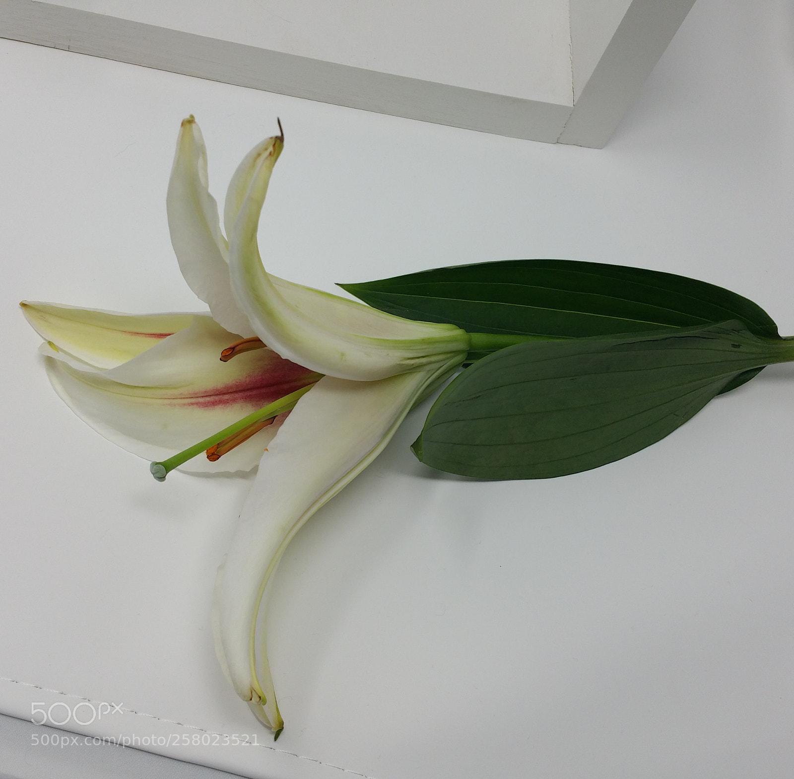 Samsung Galaxy Note4 sample photo. All white photography