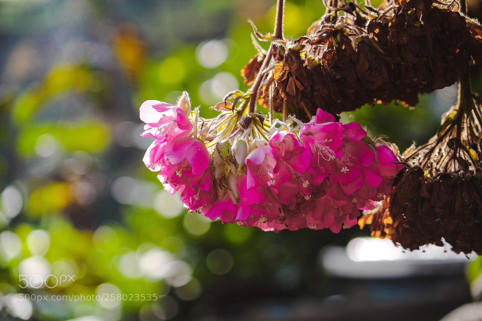 Canon EOS 550D (EOS Rebel T2i / EOS Kiss X4) sample photo. Awesome beauty photography
