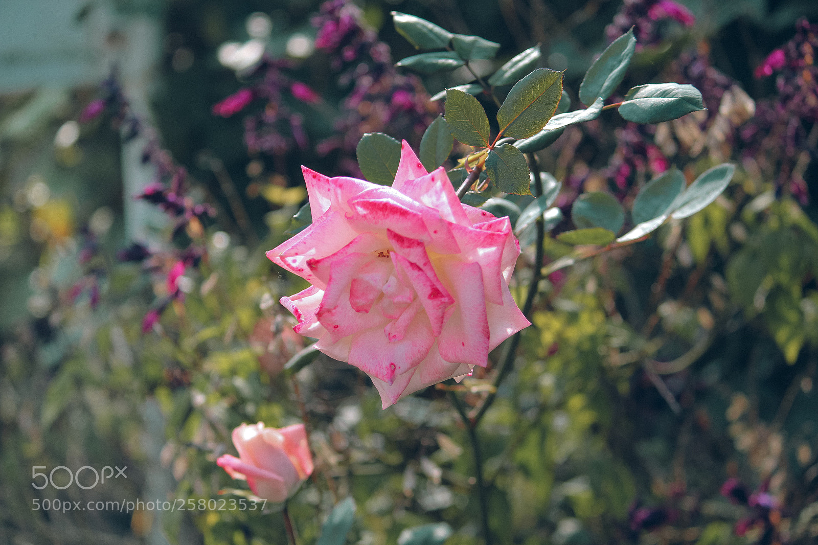 Canon EOS 550D (EOS Rebel T2i / EOS Kiss X4) sample photo. Shining rose photography