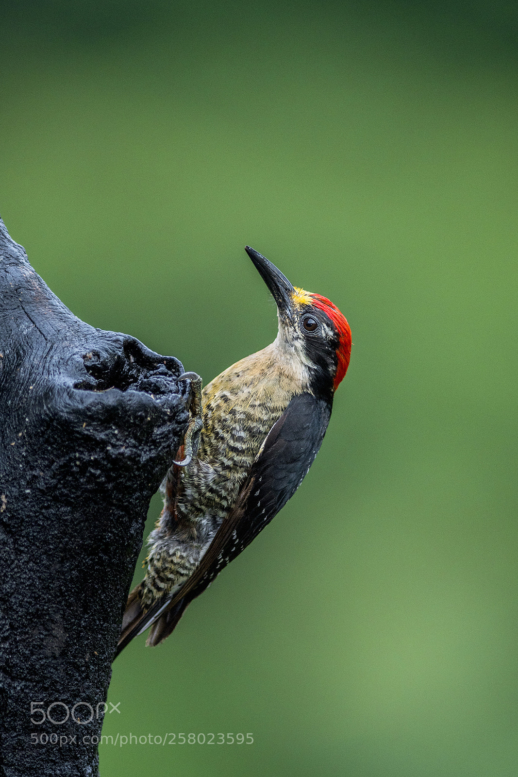 Nikon D500 sample photo. Blacked cheeked woodpecker photography