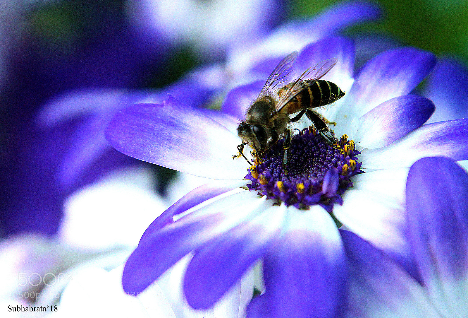 Canon EOS 1100D (EOS Rebel T3 / EOS Kiss X50) sample photo. Blue bee! photography