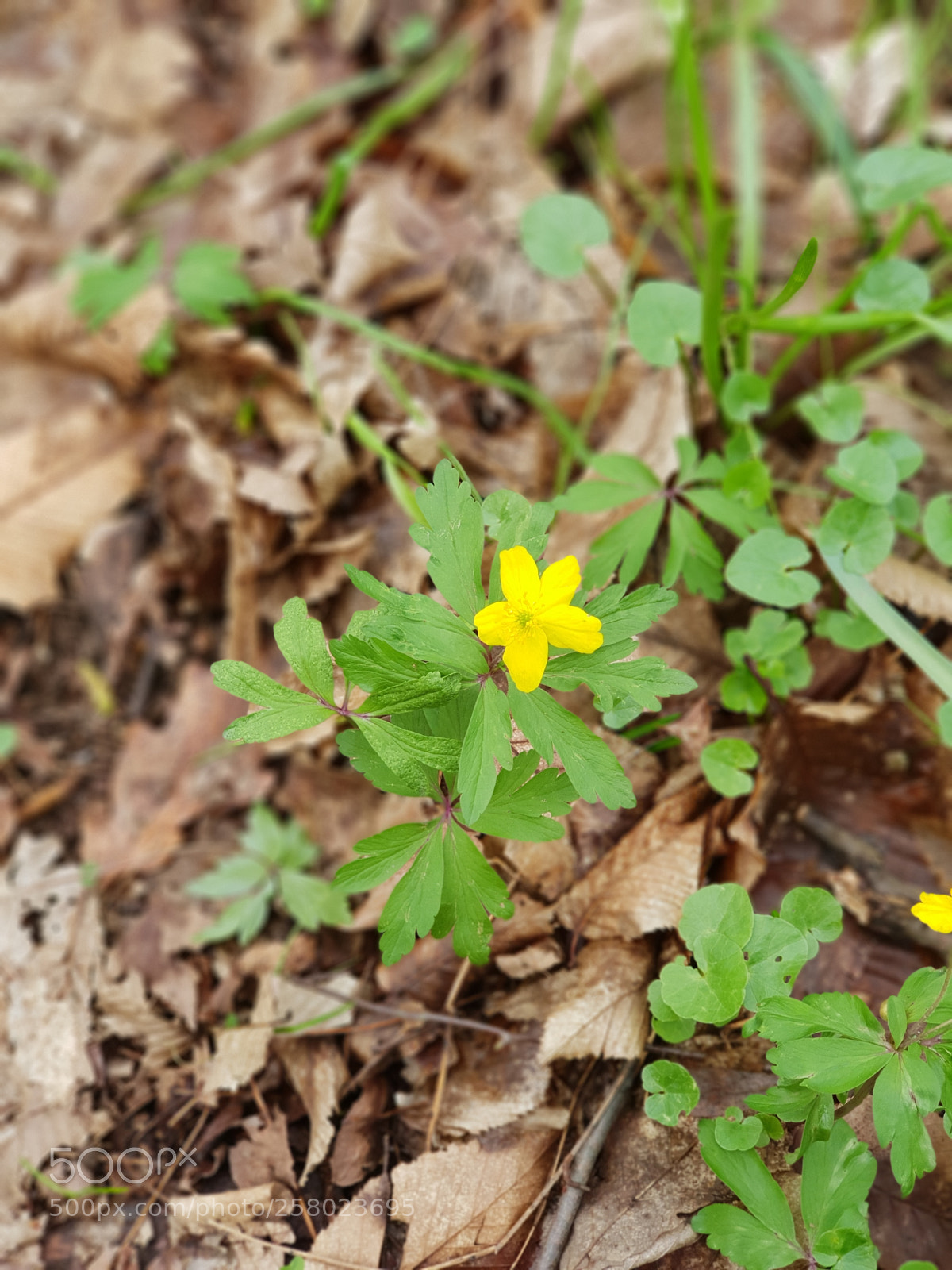 Samsung Galaxy S9+ sample photo. Untitled photography