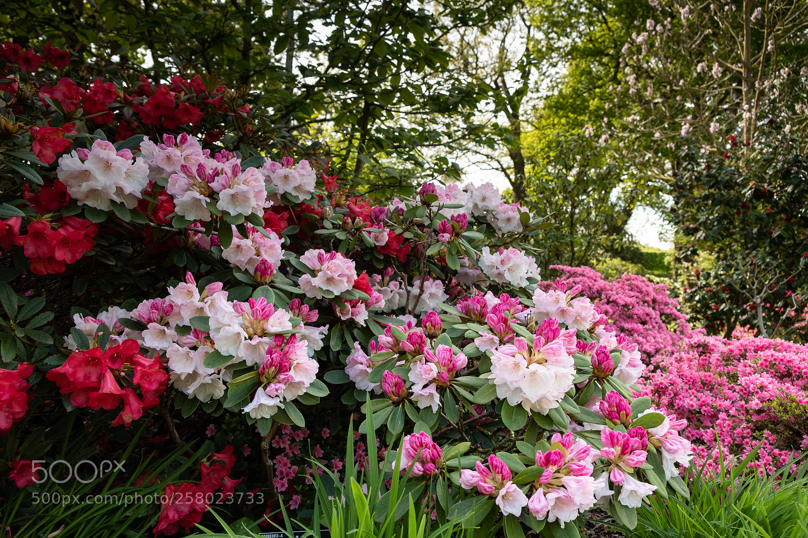 Fujifilm X-T2 sample photo. Azaleas and rhododendron photography