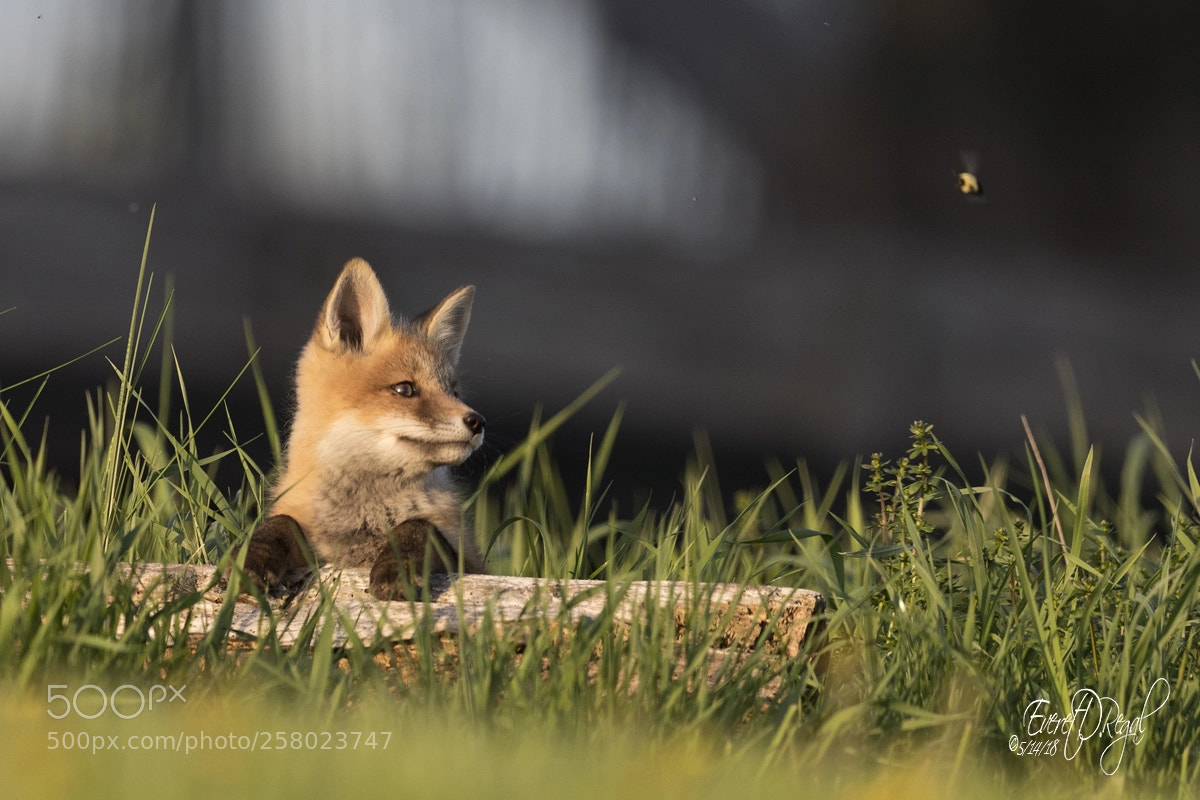 Canon EOS-1D X Mark II sample photo. Fox and the bumblebee photography