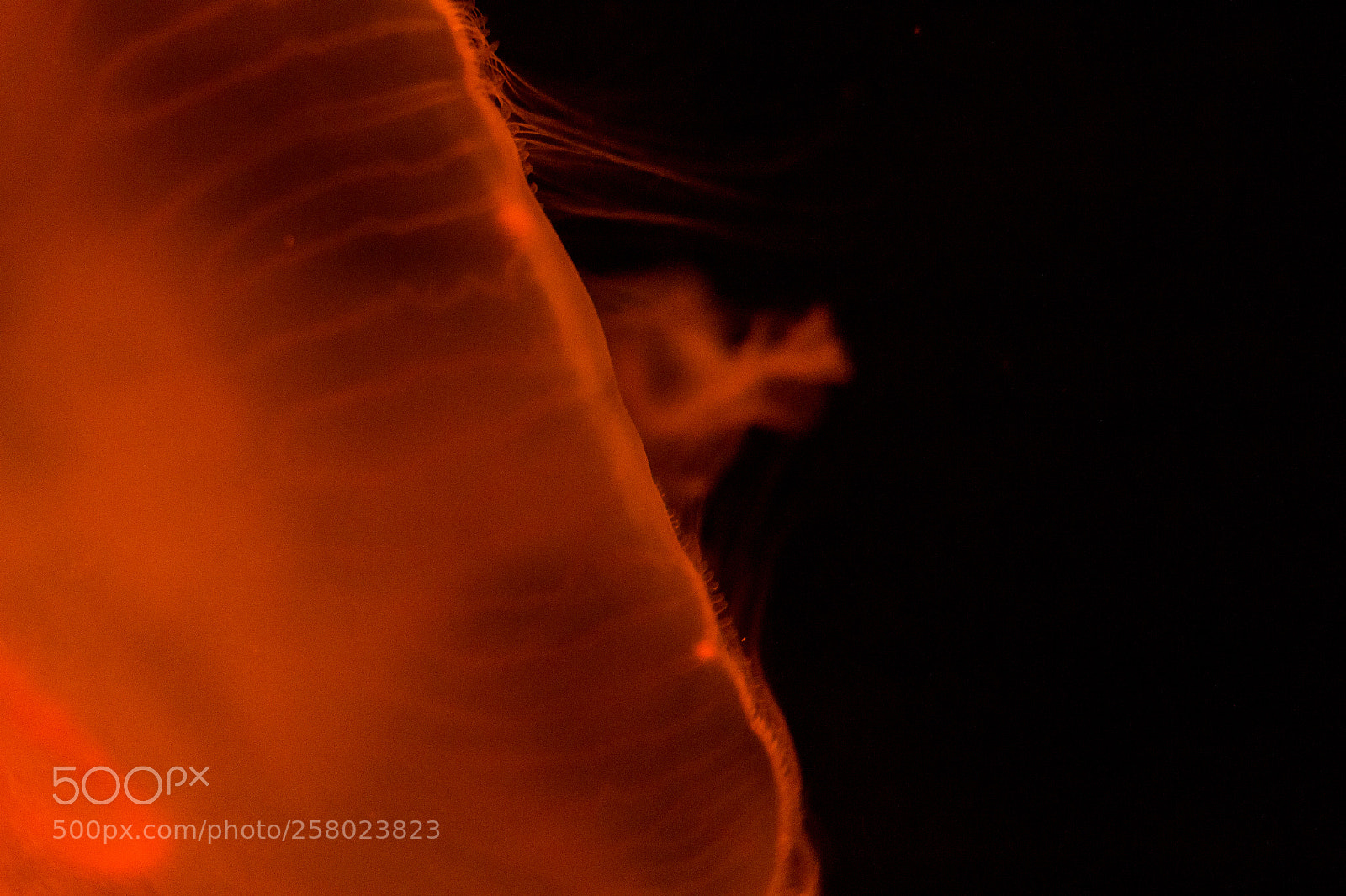 Canon EOS 700D (EOS Rebel T5i / EOS Kiss X7i) sample photo. Jellyfish hairs photography