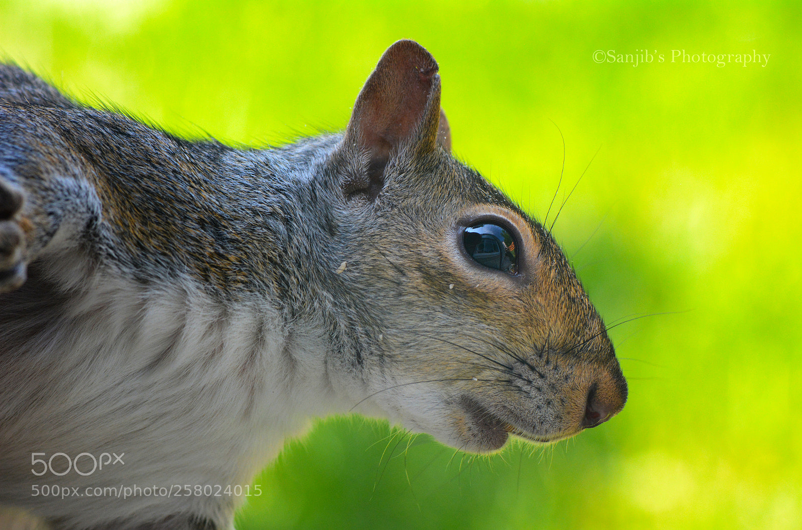 Nikon D7100 sample photo. Squirrel photography