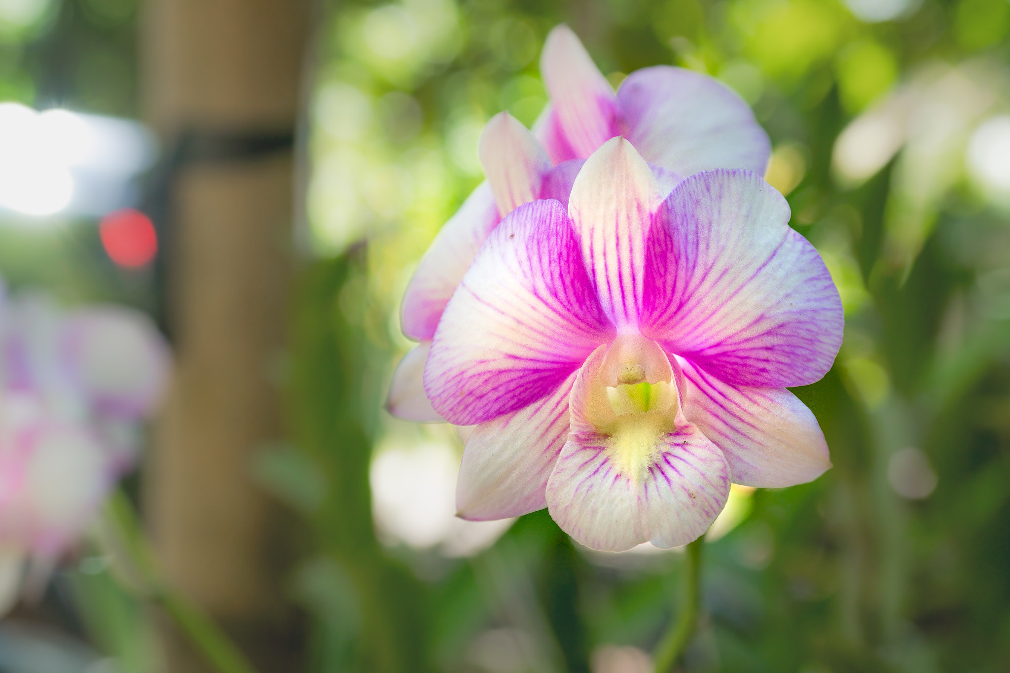 Samsung NX30 sample photo. Orchid photography