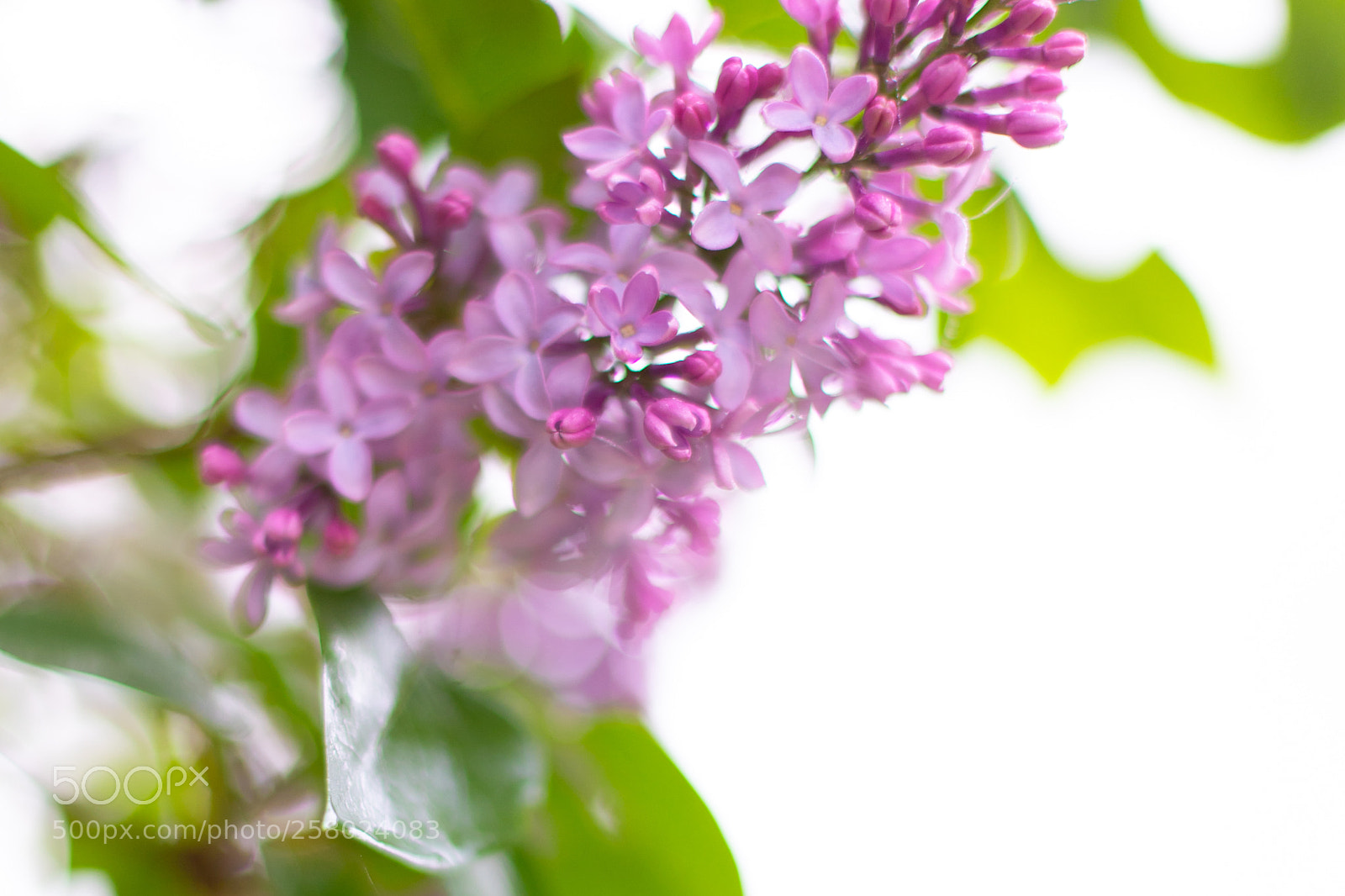 Canon EOS 6D Mark II sample photo. A foggy spring morning photography